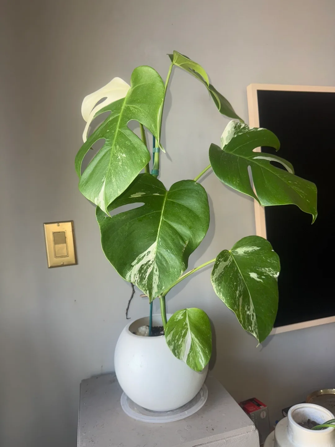 Monstera Albo Plant image indicator(2)