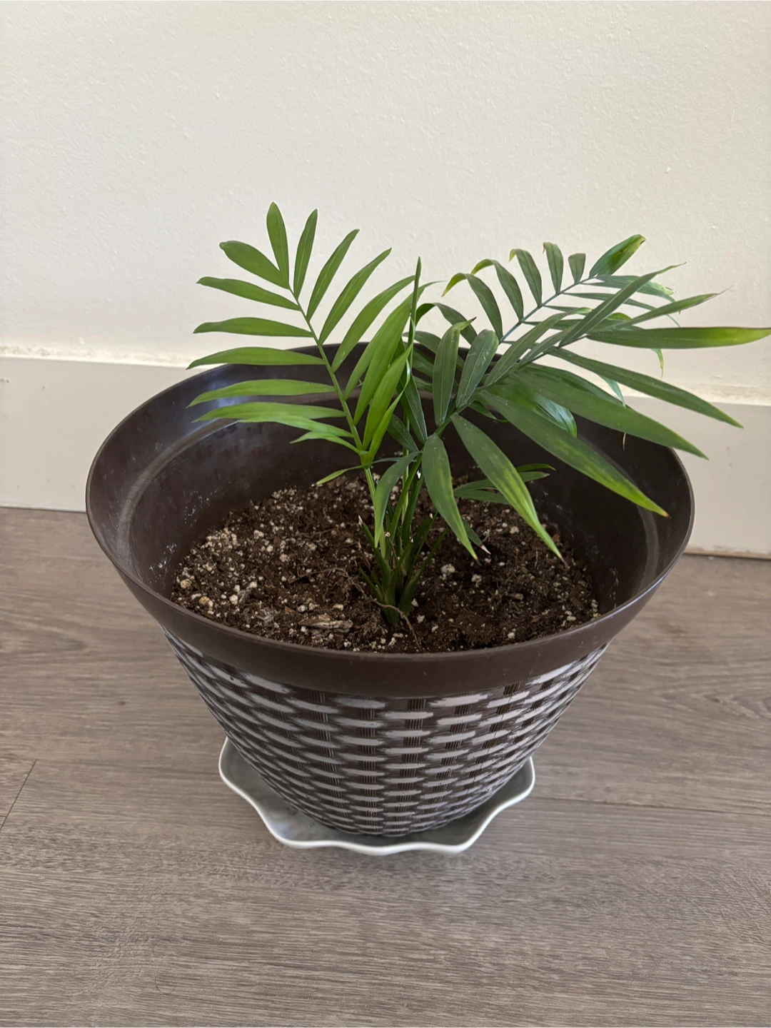 Potted Bella Palm