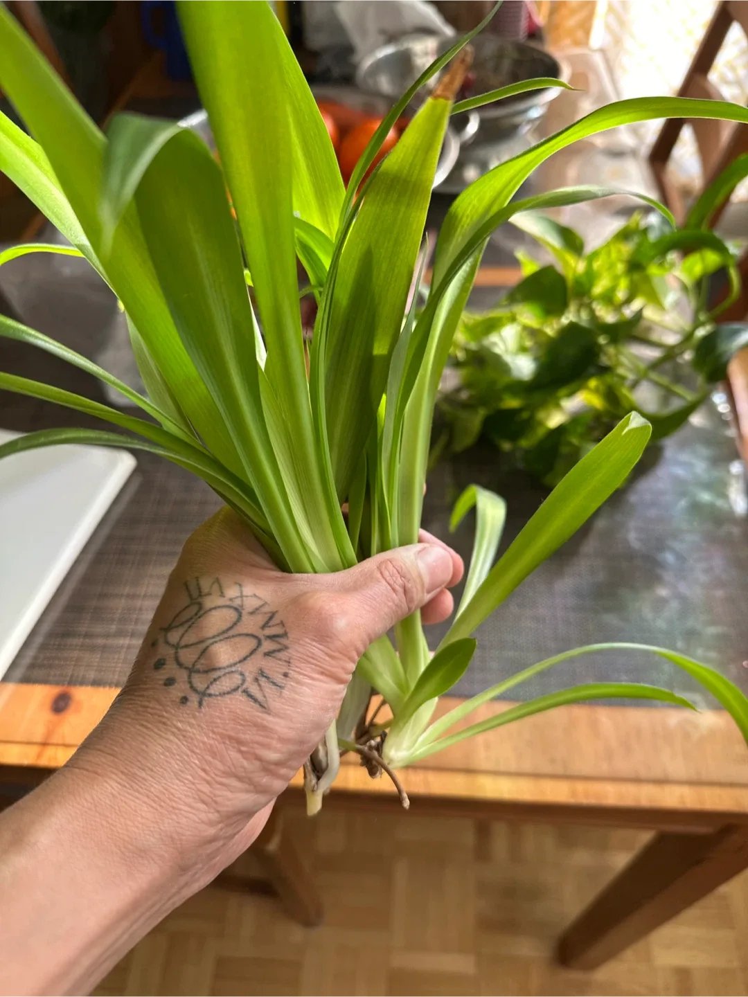 Spider plants cutting thumbnail