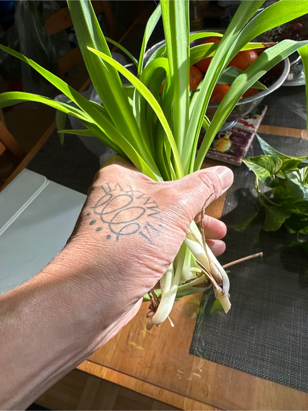 Spider plants cutting image indicator(2)