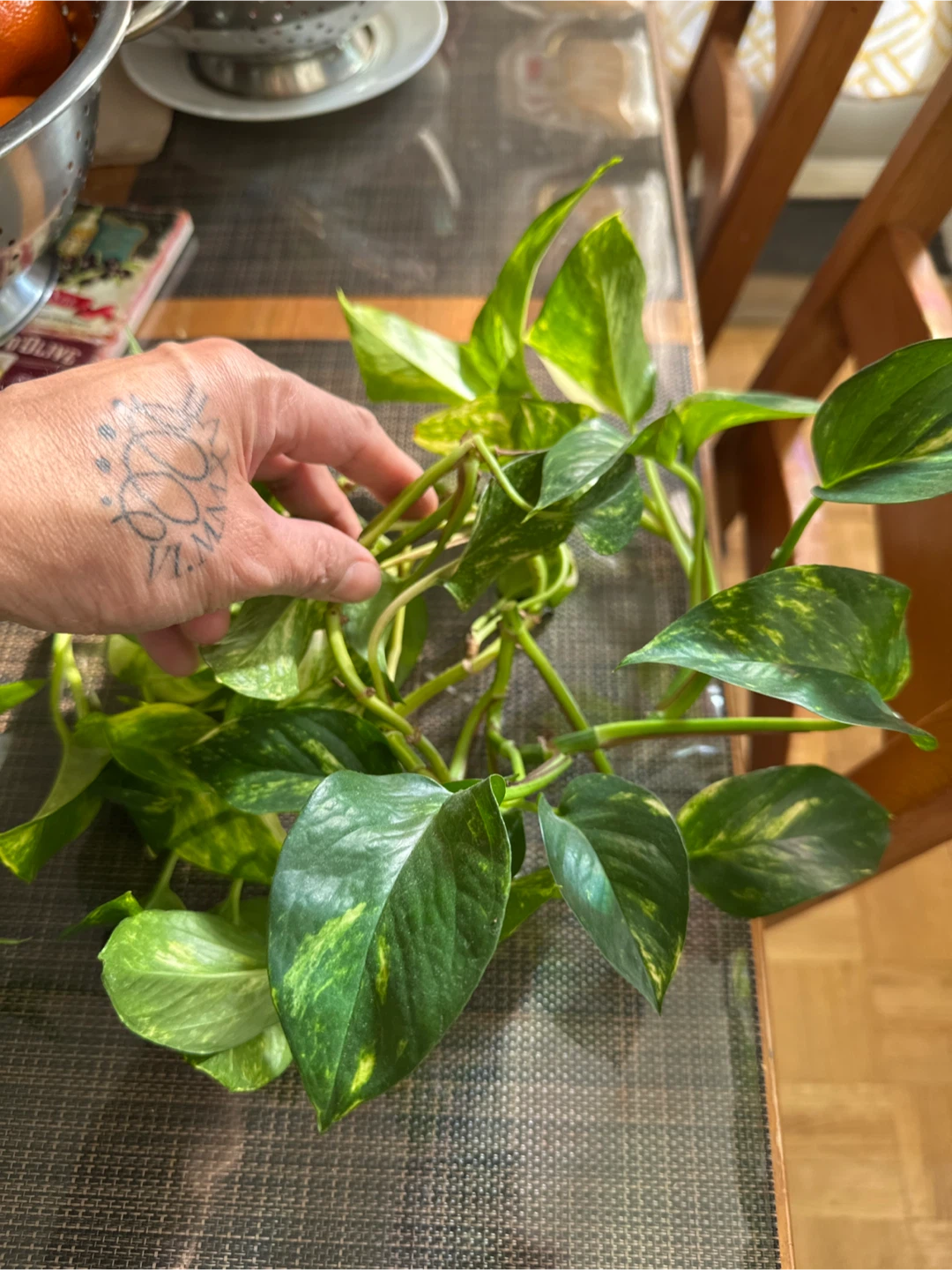 Pothos plant cuttings