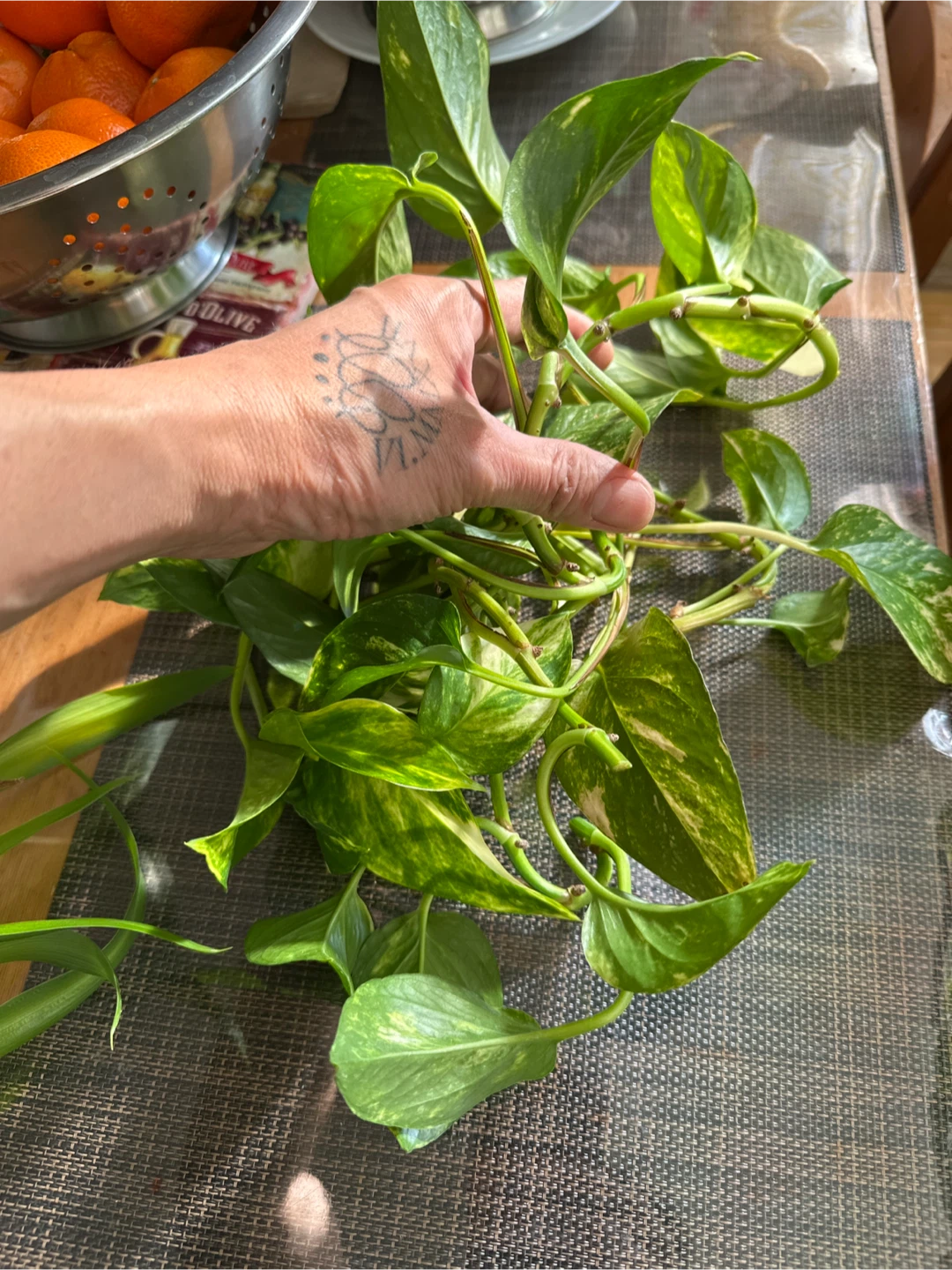 Pothos plant cuttings - photo 2