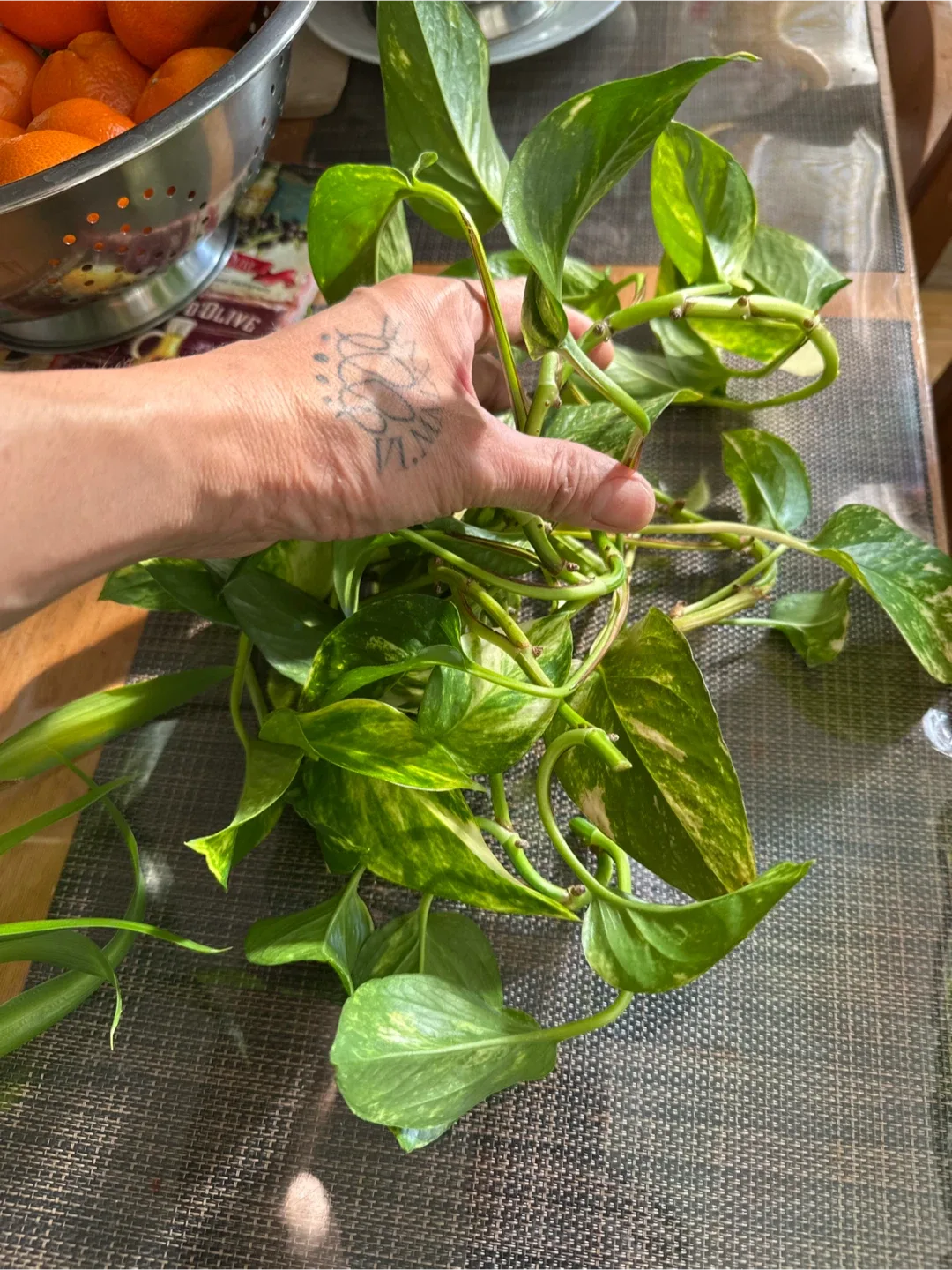 Pothos plant cuttings image indicator(2)