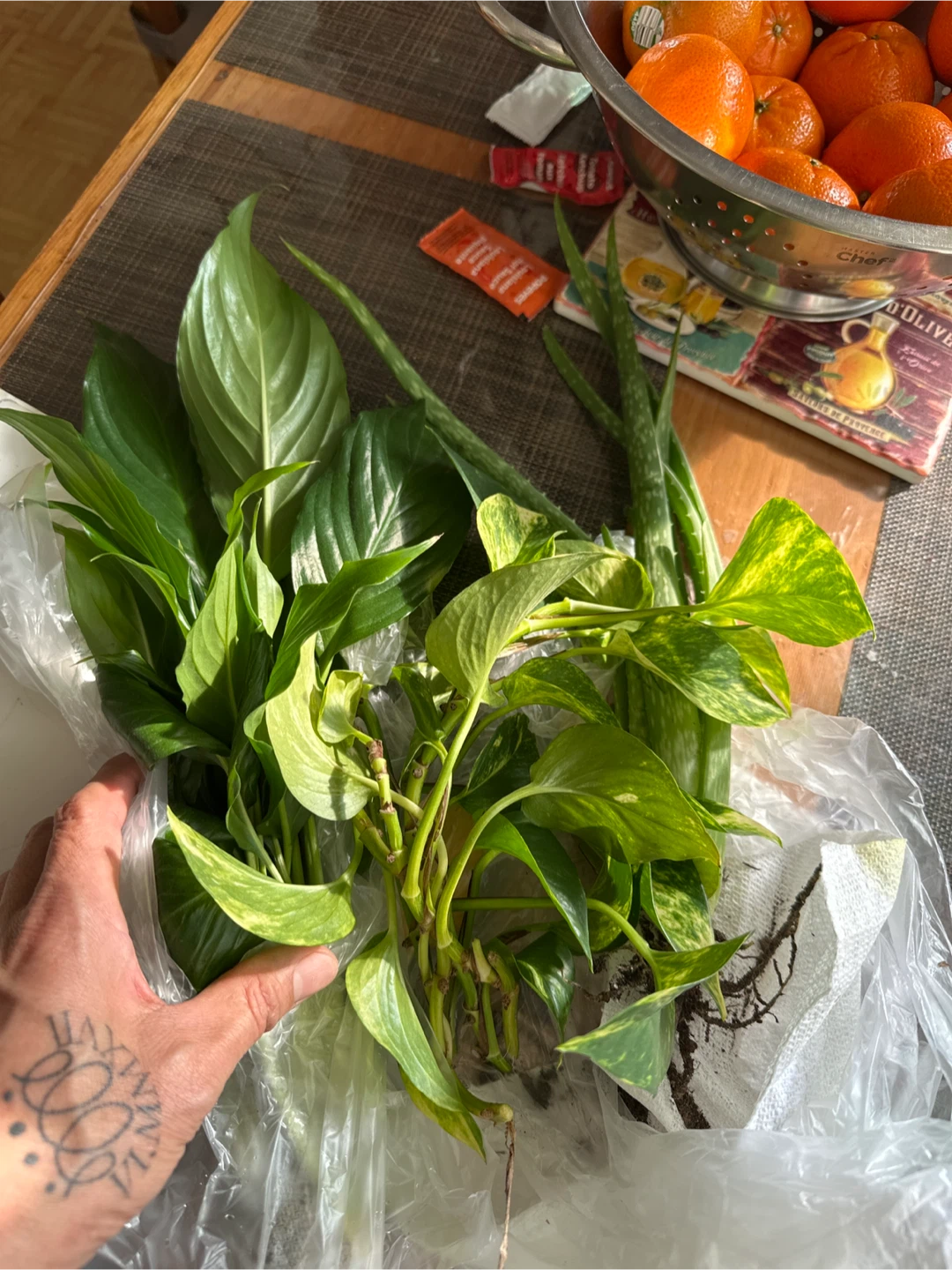 Pothos, Peace Lily & Aloe Vera Plants