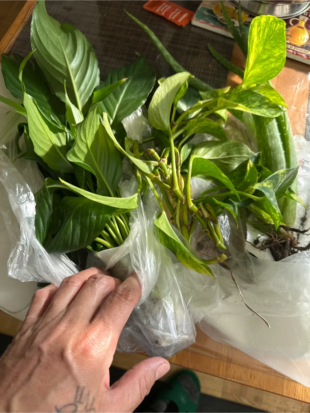 Pothos, Peace Lily & Aloe Vera Plants image indicator(3)