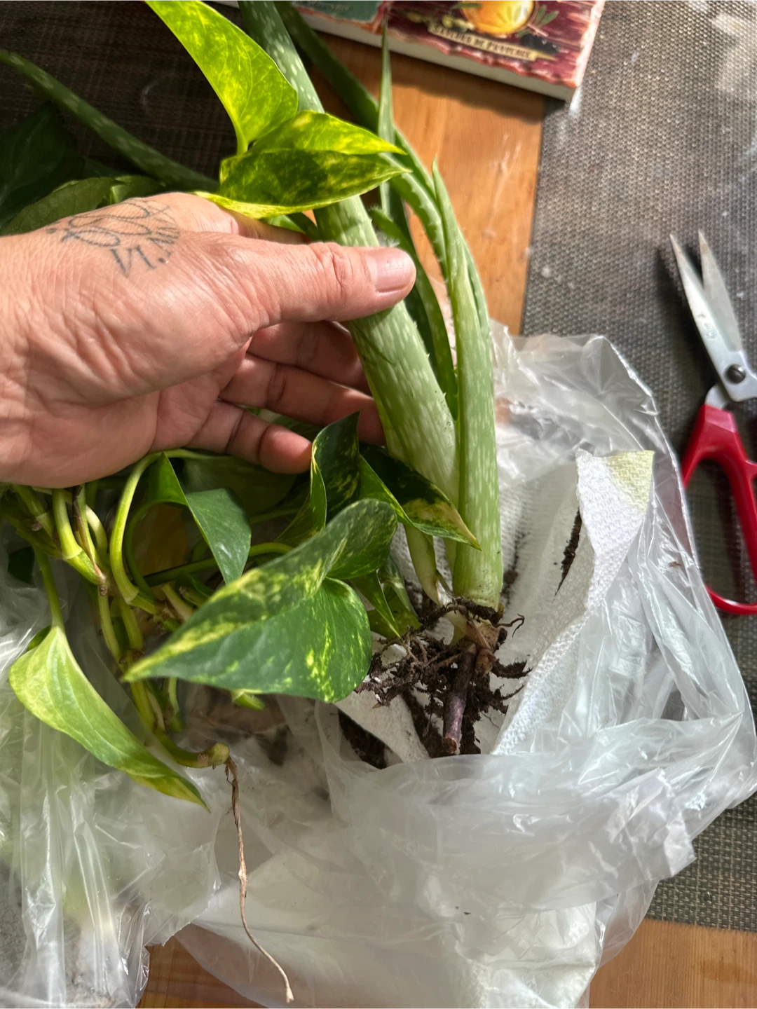 Pothos, Peace Lily & Aloe Vera Plants - photo 2