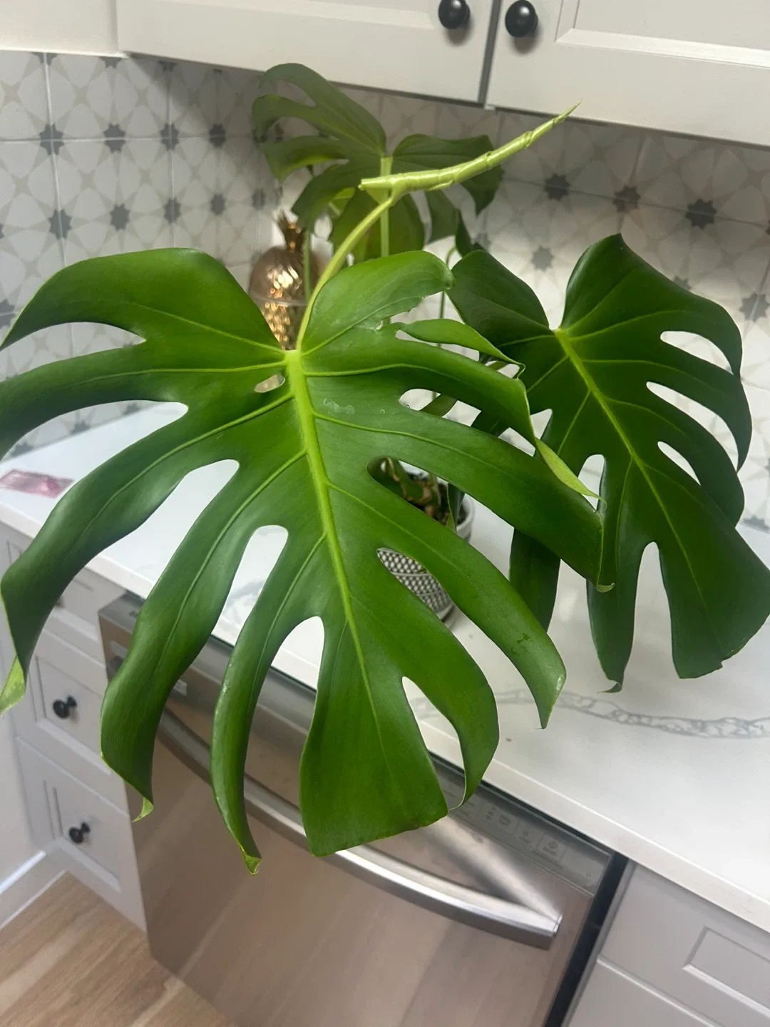 “Humphrey” the Monstera Plant image indicator(3)
