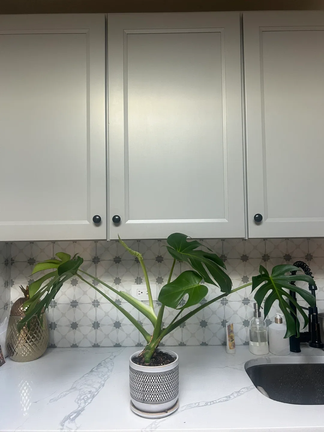“Humphrey” the Monstera Plant image indicator(2)