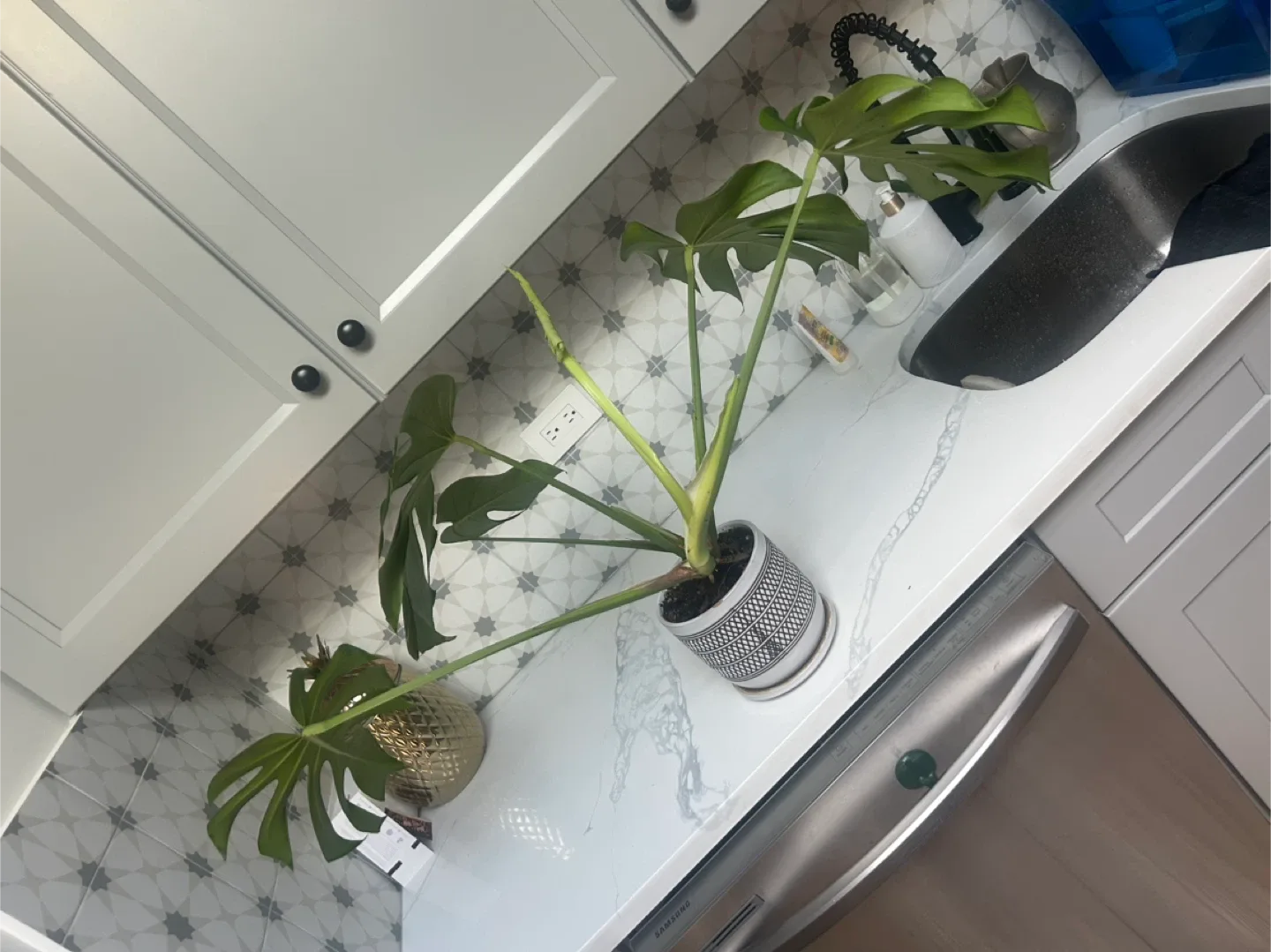 “Humphrey” the Monstera Plant image indicator(4)