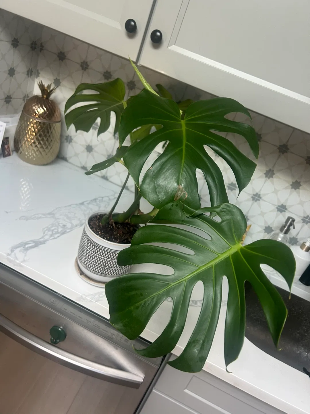 “Humphrey” the Monstera Plant thumbnail