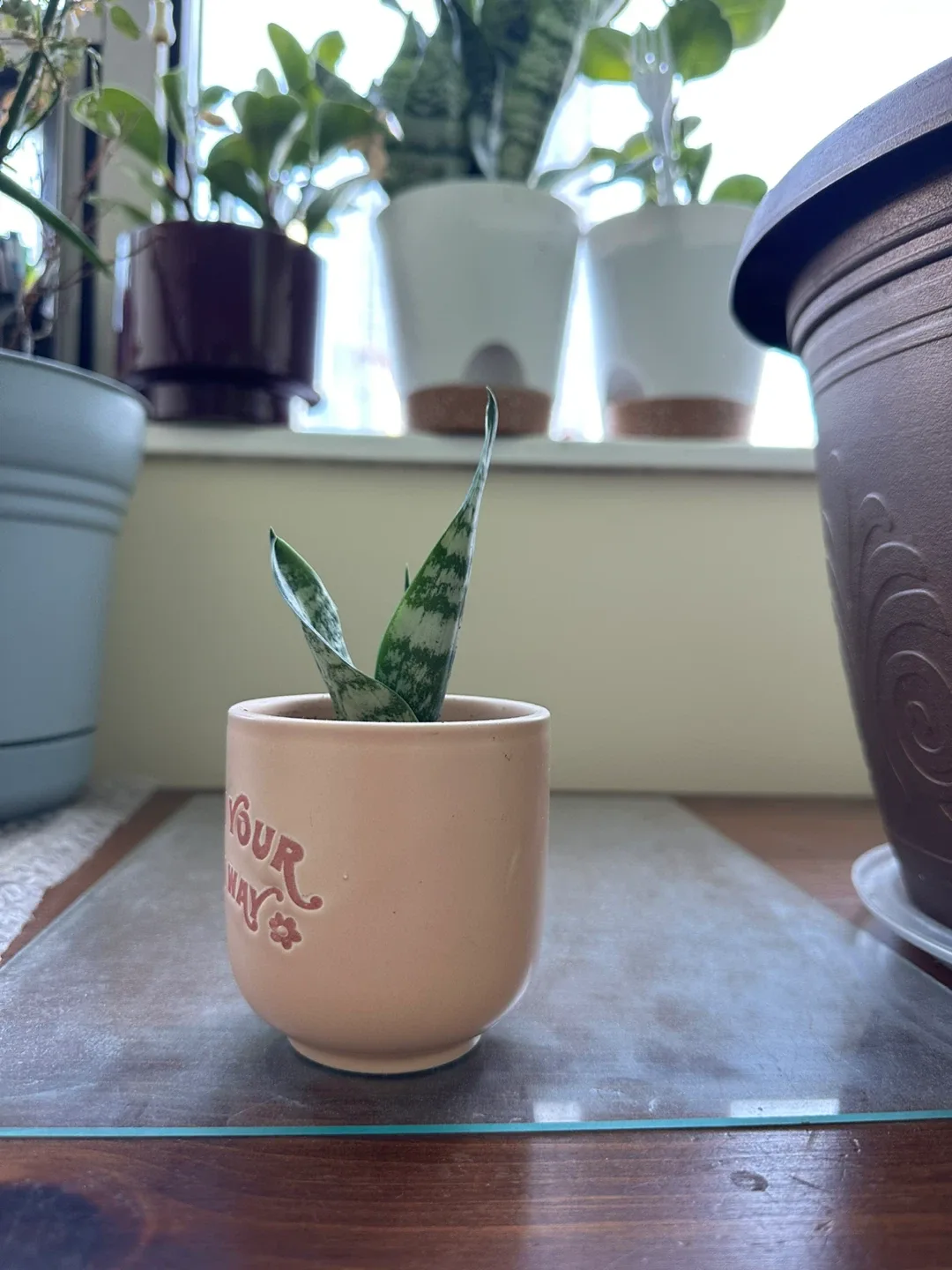 Cute 'Grow Your Own Way' Planter with Snake Plant thumbnail