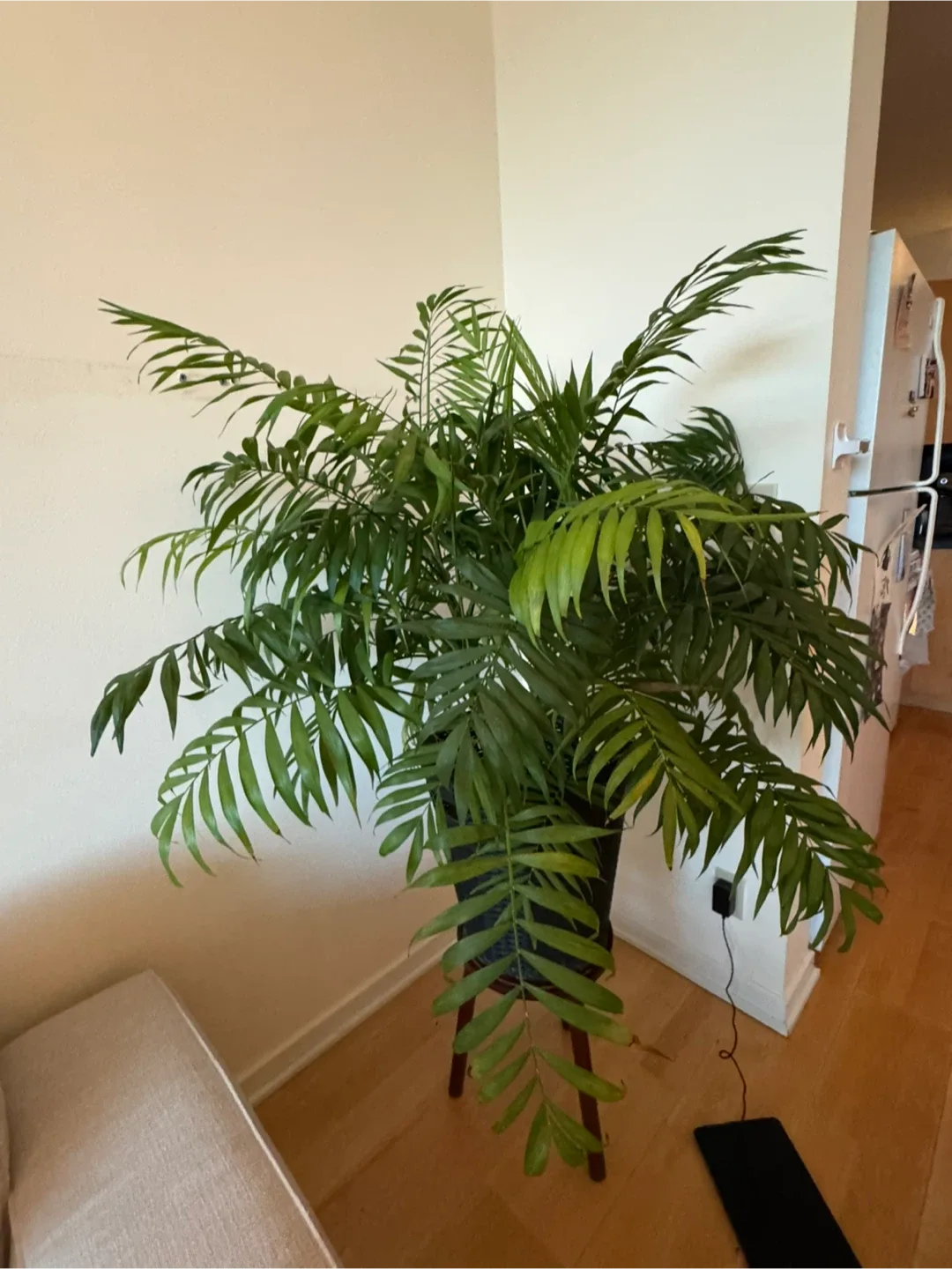 Kentia Palm Potted Plant