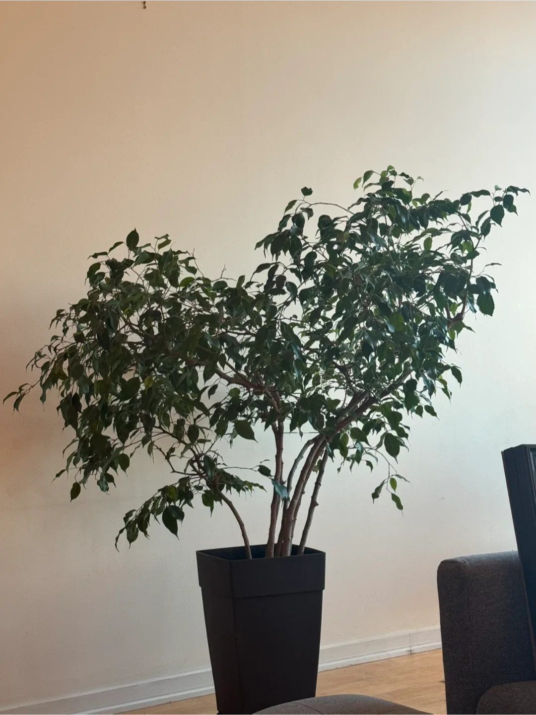 Ficus Tree in Black Pot