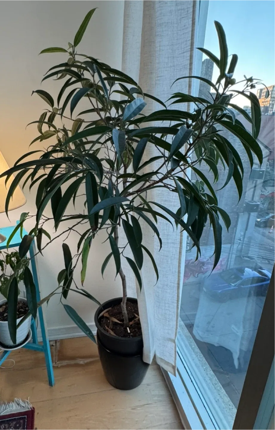 Potted Ficus Alii Plant