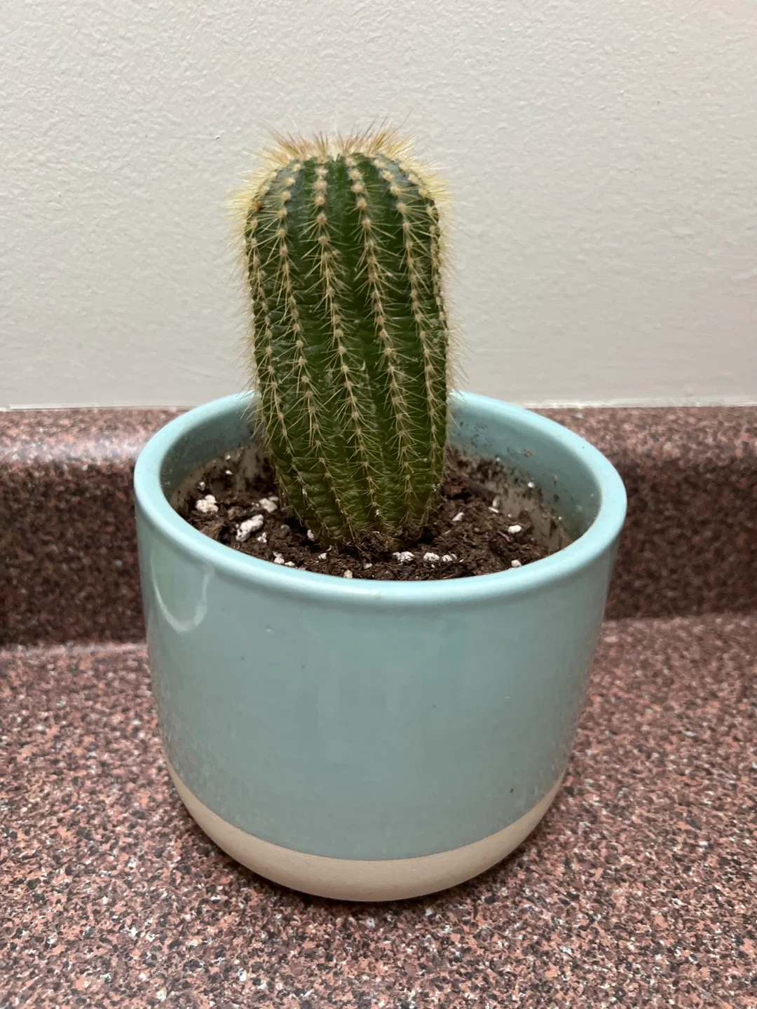 Cactus in Blue Pot thumbnail