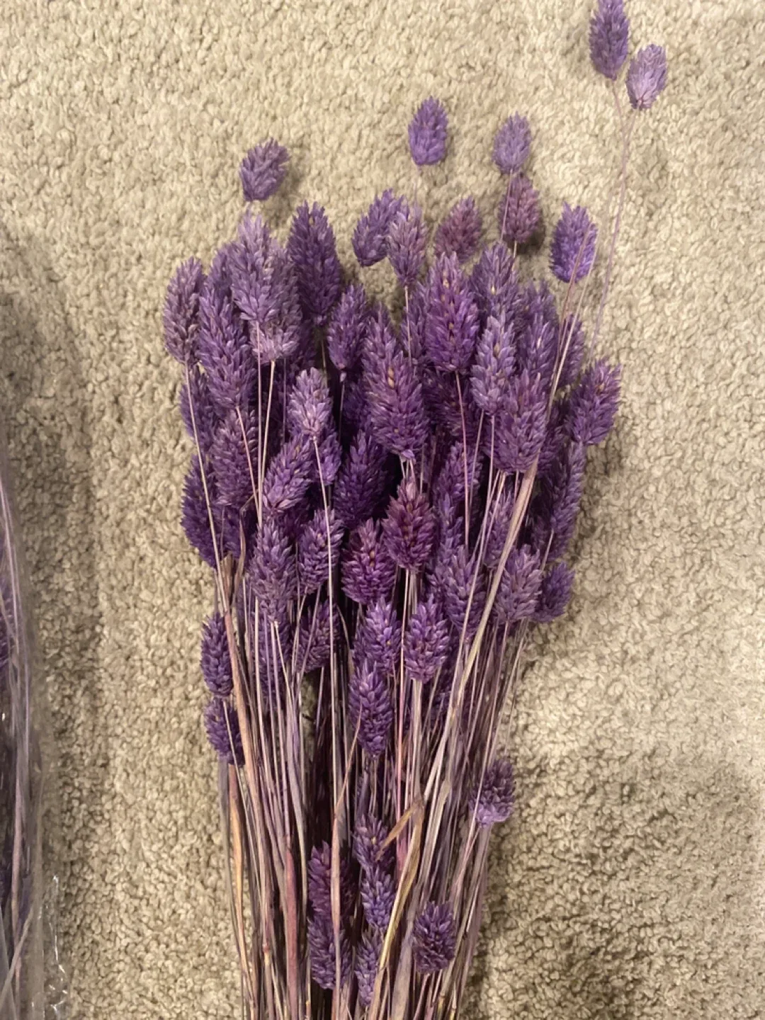 Purple Dried Bunny Tail Grass image indicator(3)