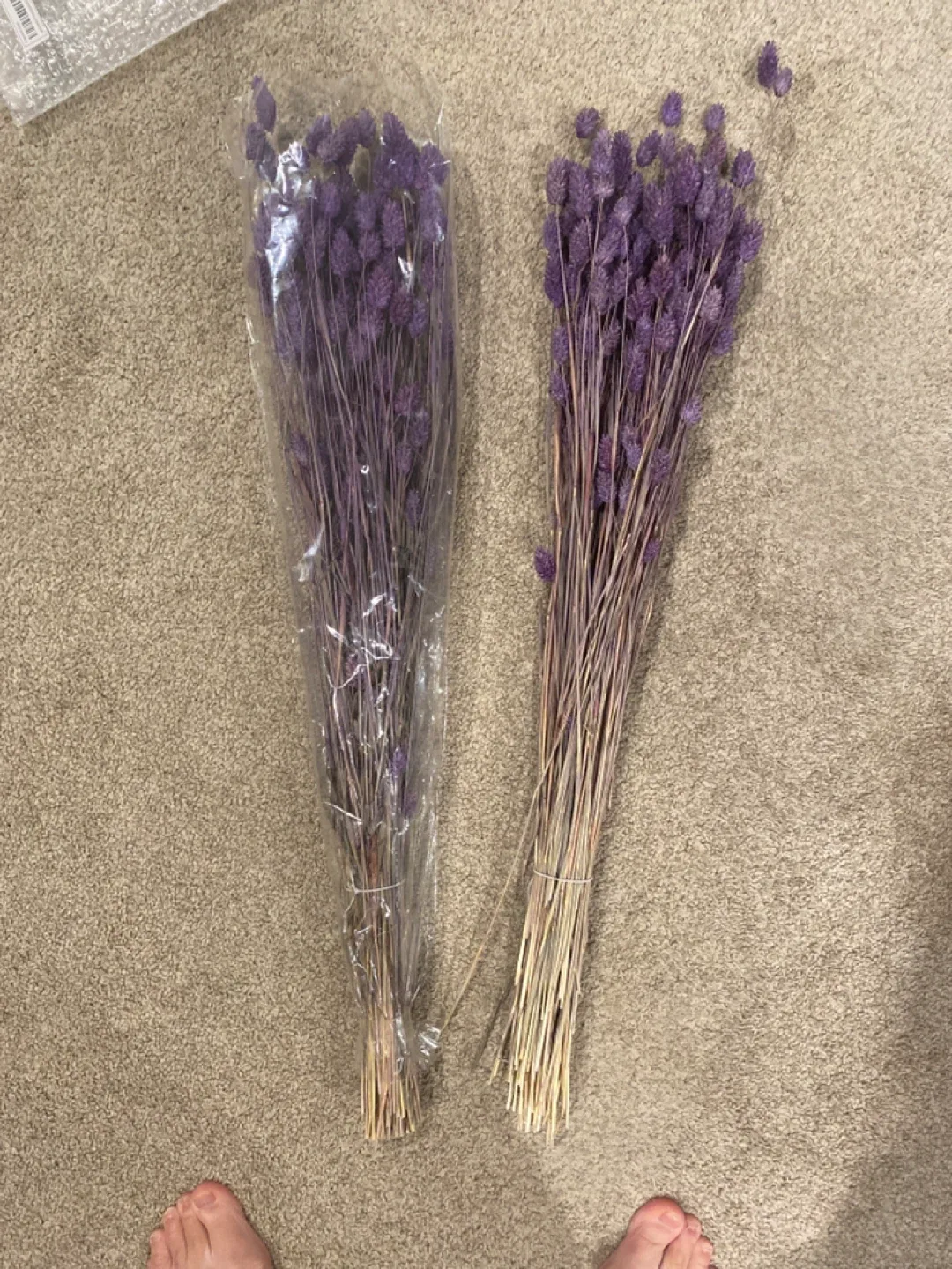 Purple Dried Bunny Tail Grass image indicator(2)