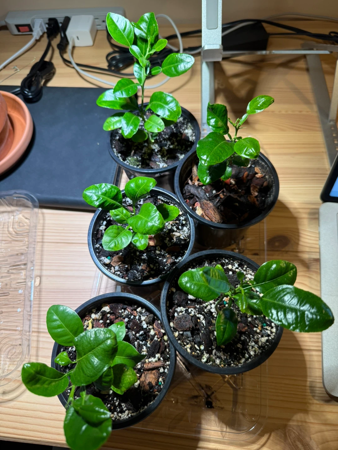 Kaffir Lime plant 🪴 - photo 2