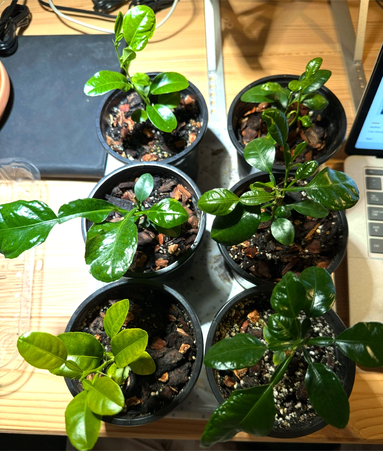 Kaffir Lime plant 🪴