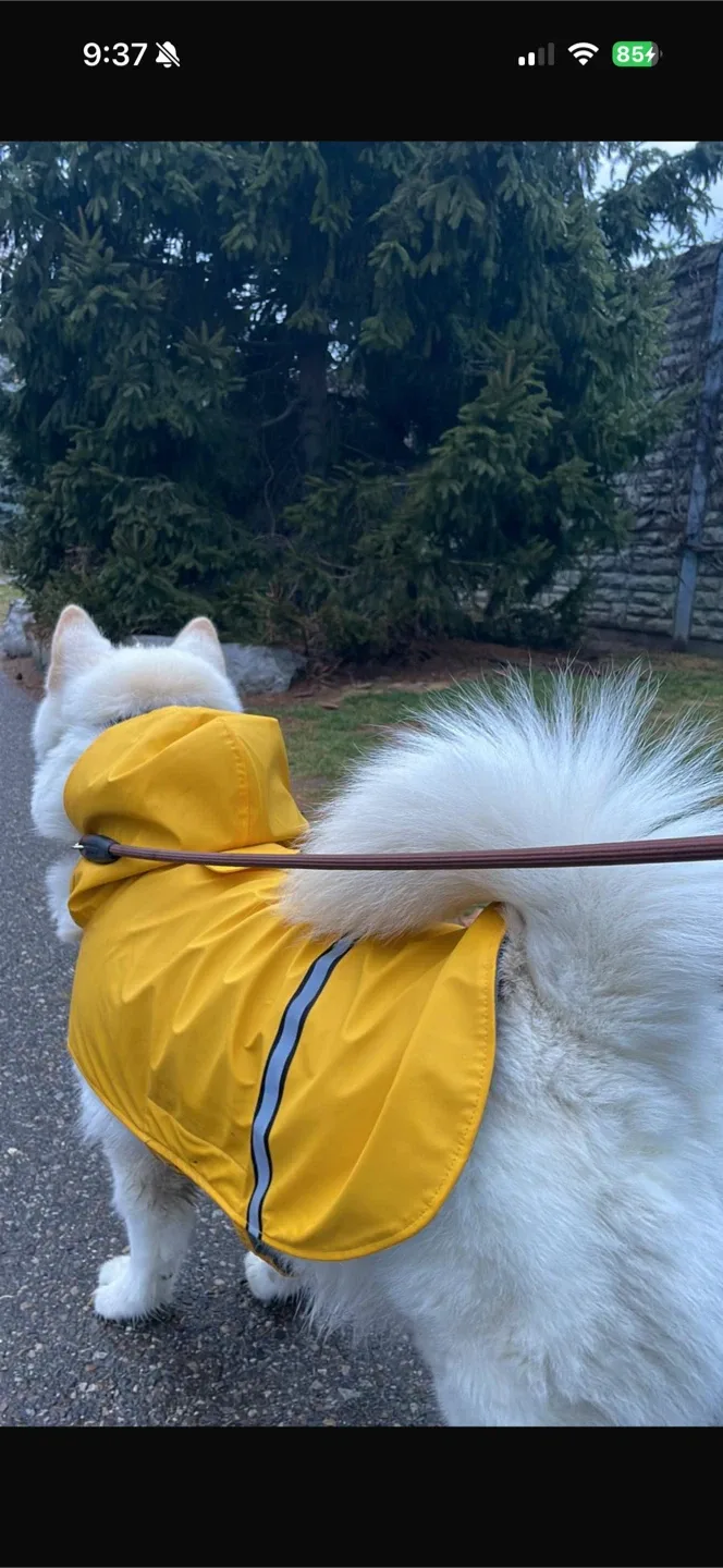 PET Raincoat Yellow Dog Raincoat