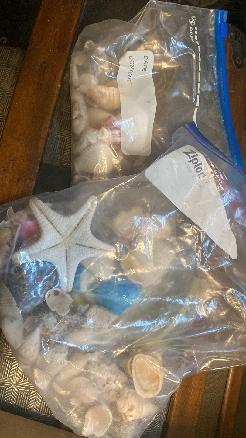 Seashells in Ziploc Bags thumbnail