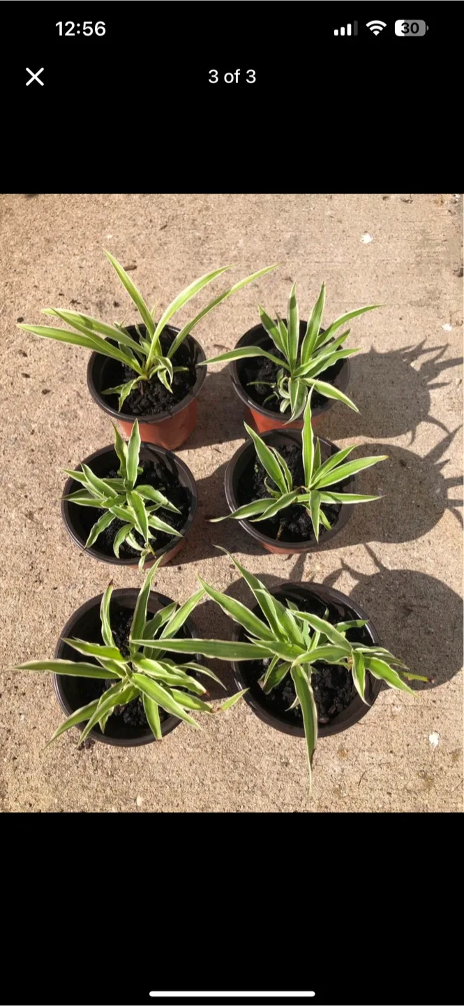 Spider Plant Babies thumbnail