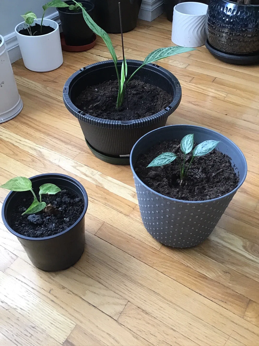 Potted Indoor Plant image indicator(2)