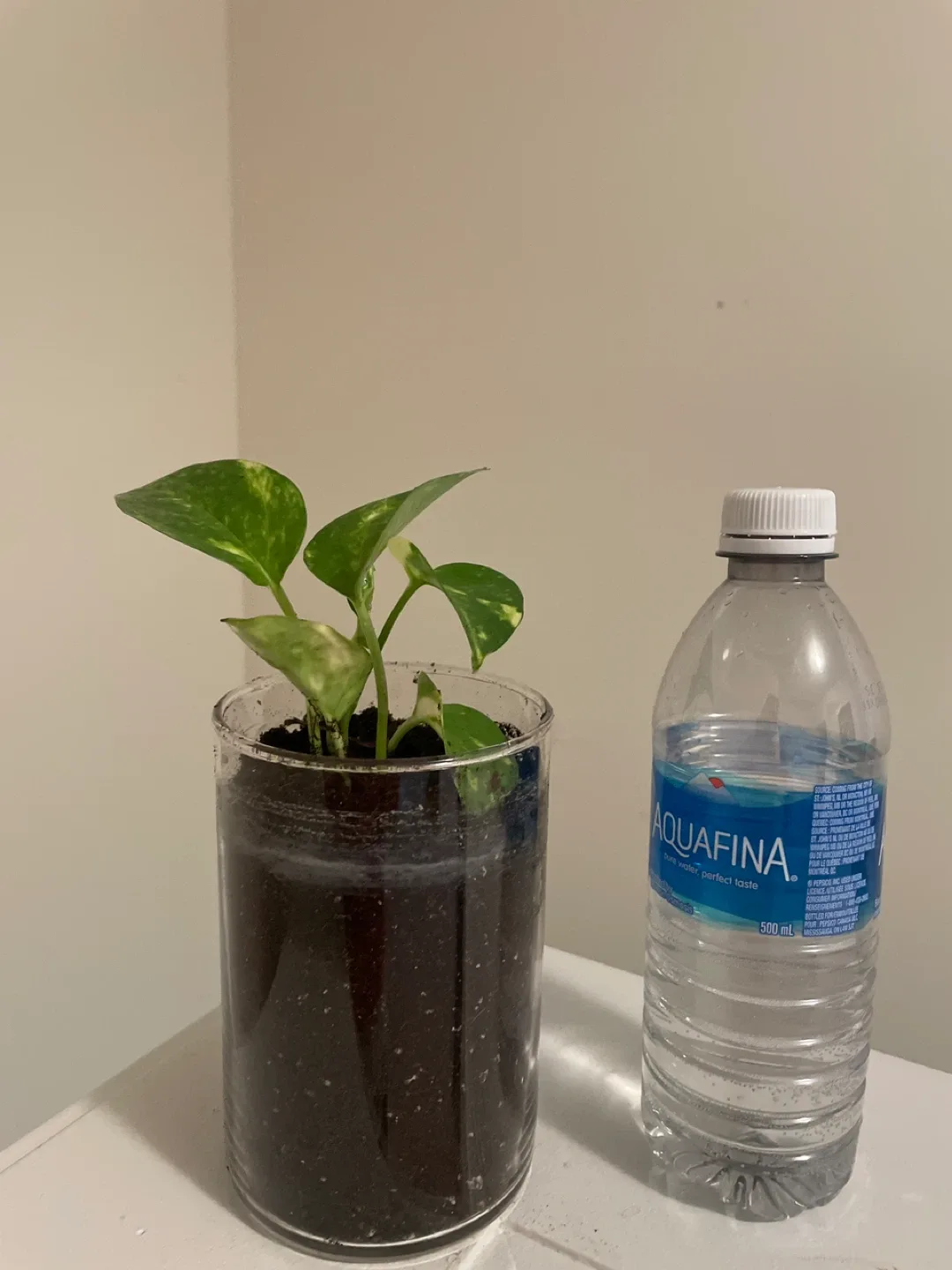 Pothos plant in glass pot image indicator(3)