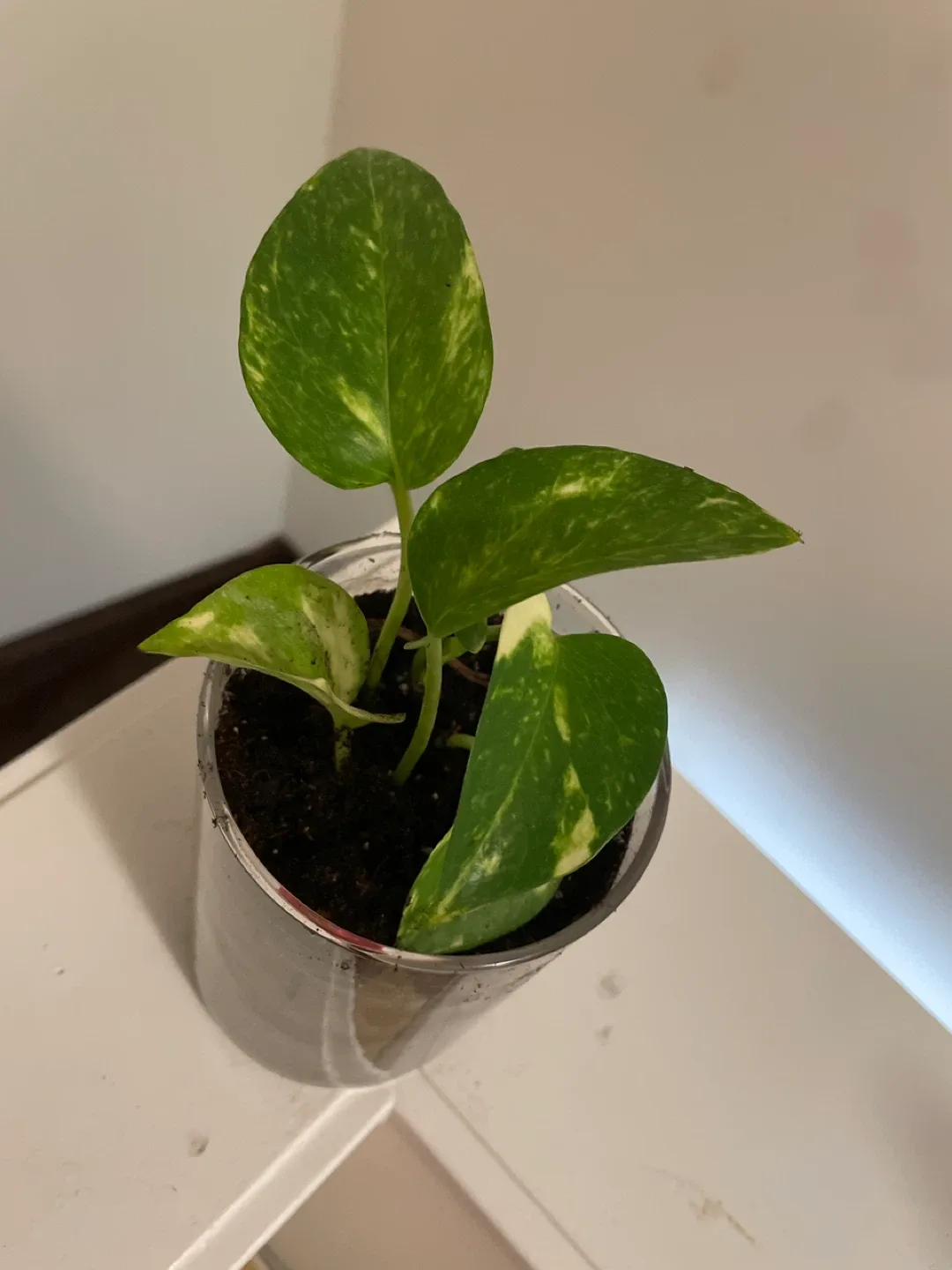 Pothos plant in glass pot image indicator(2)