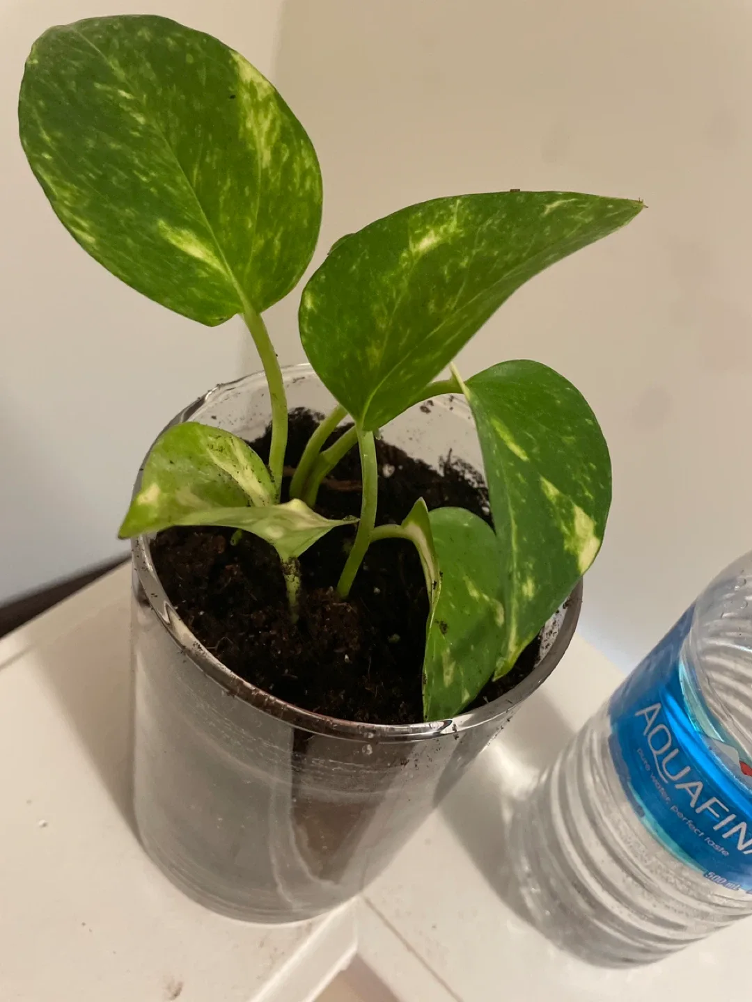 Pothos plant in glass pot image indicator(4)