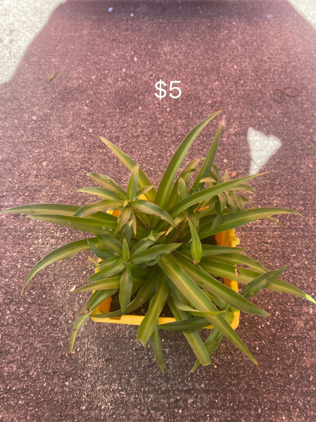 Spider Plant in Yellow Pot - $5