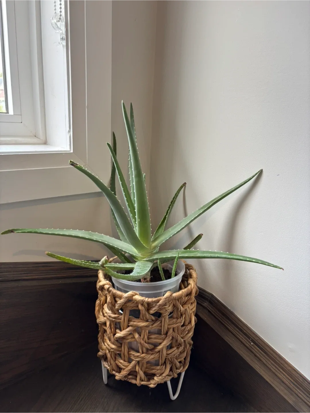 Plants! 🌱 image indicator(2)