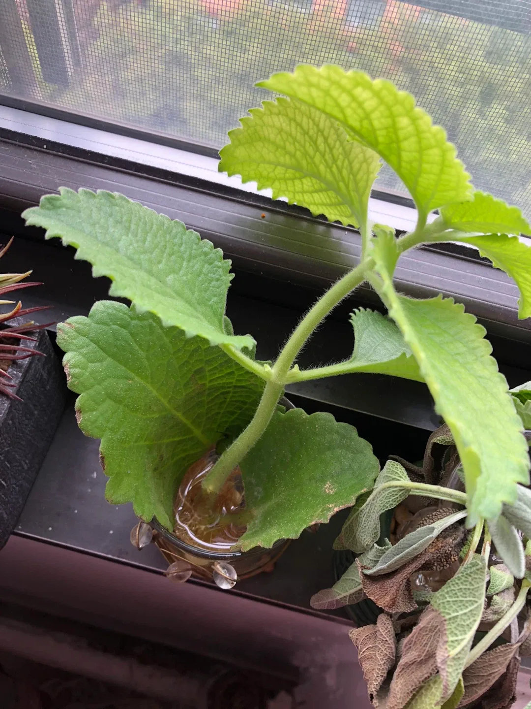 Cuban Oregano clipping thumbnail