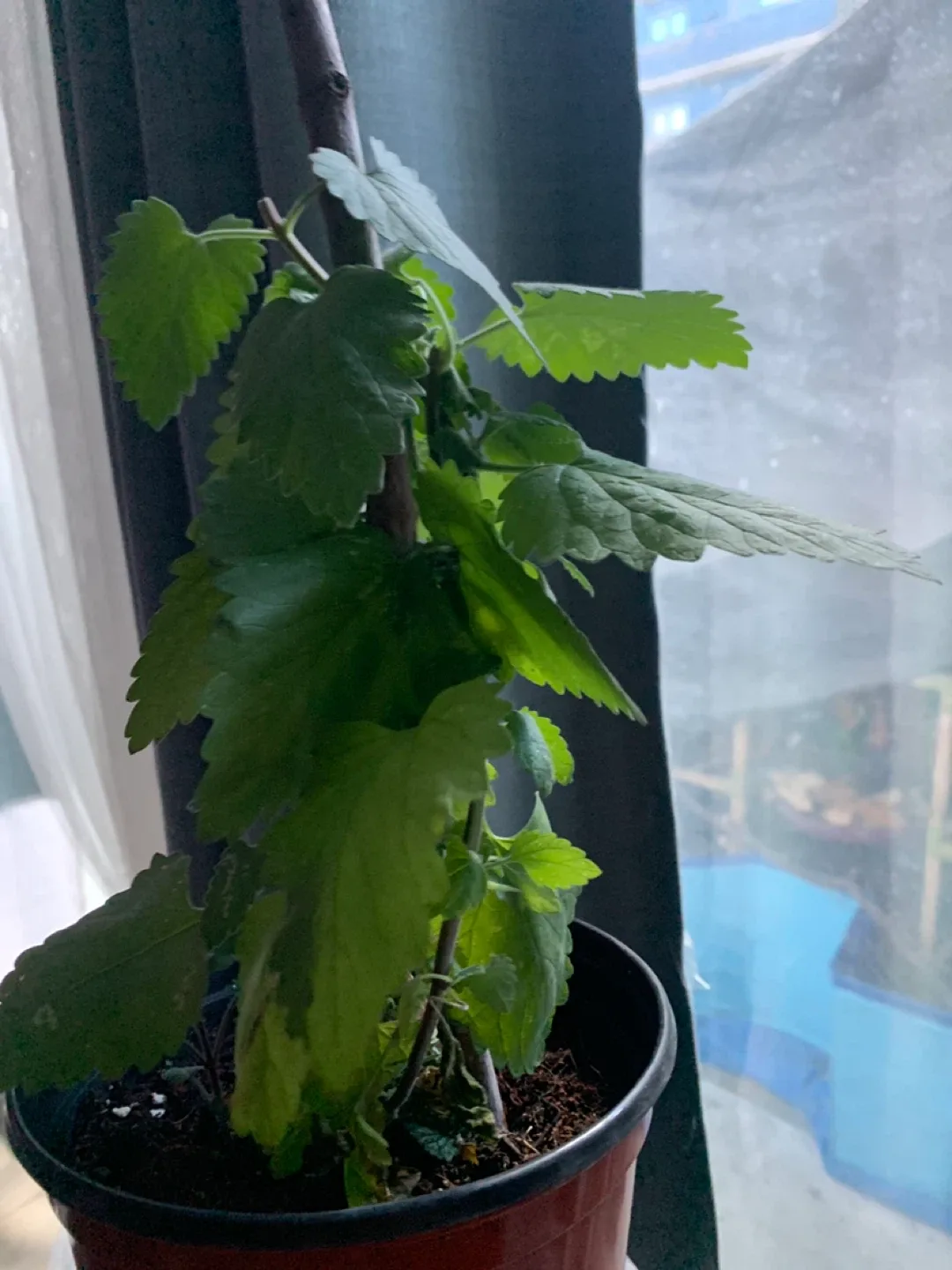 Healthy Homegrown Heirloom Catnip Plant image indicator(2)