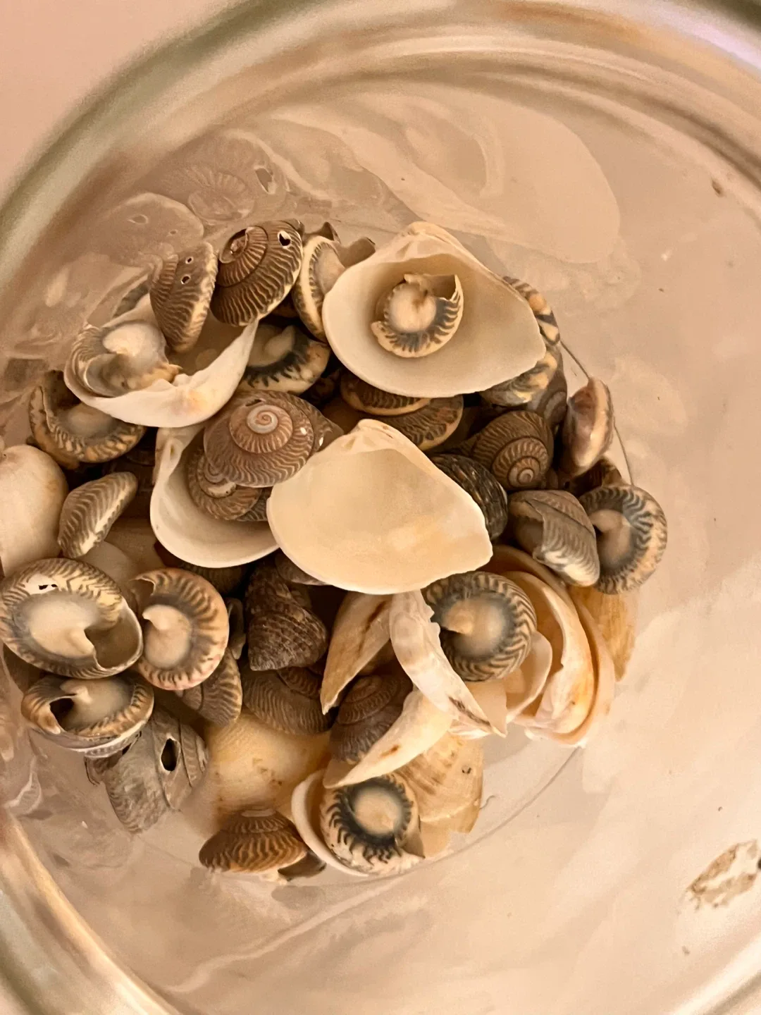 Jar of Seashells #freecycle image indicator(2)