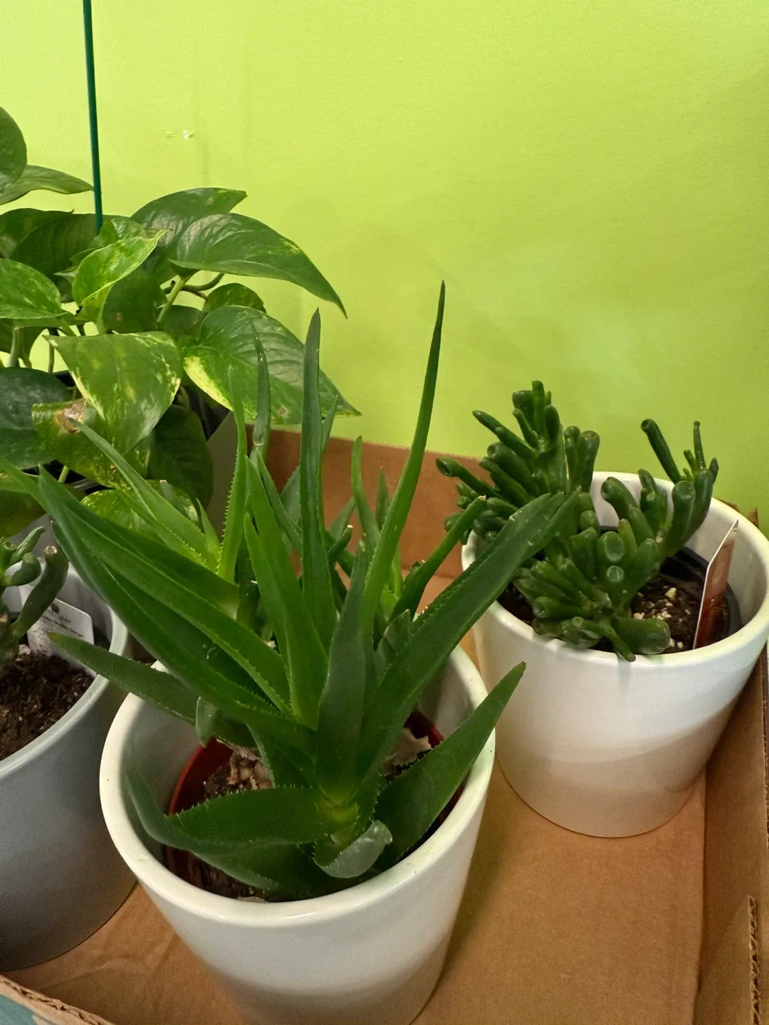 Assorted Potted Plants image indicator(3)