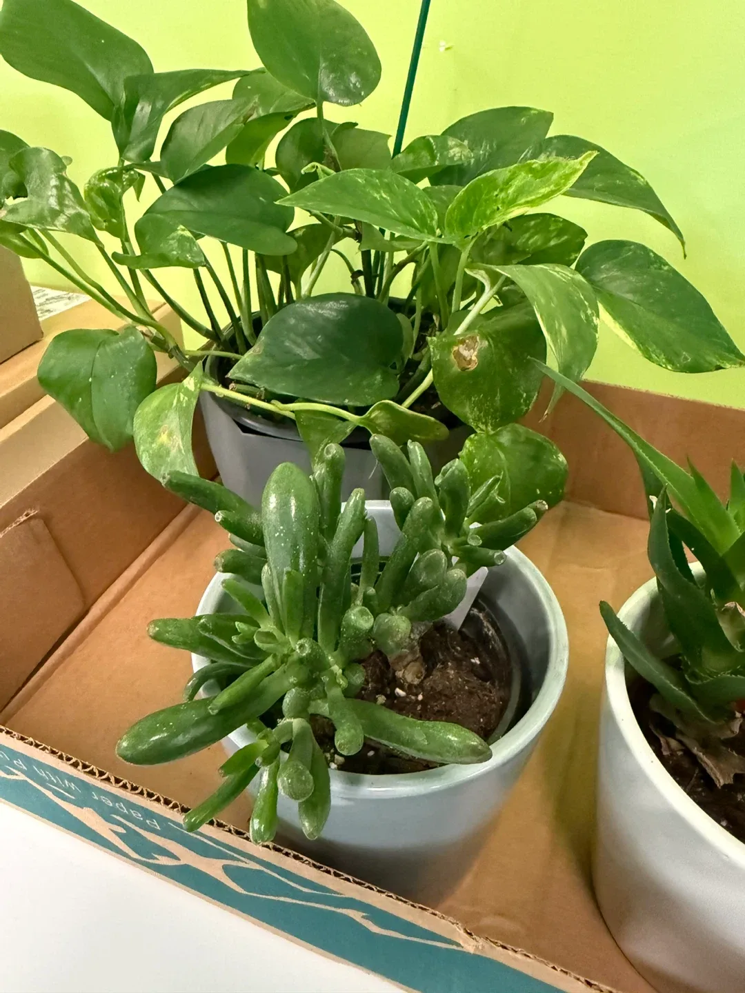 Assorted Potted Plants image indicator(2)