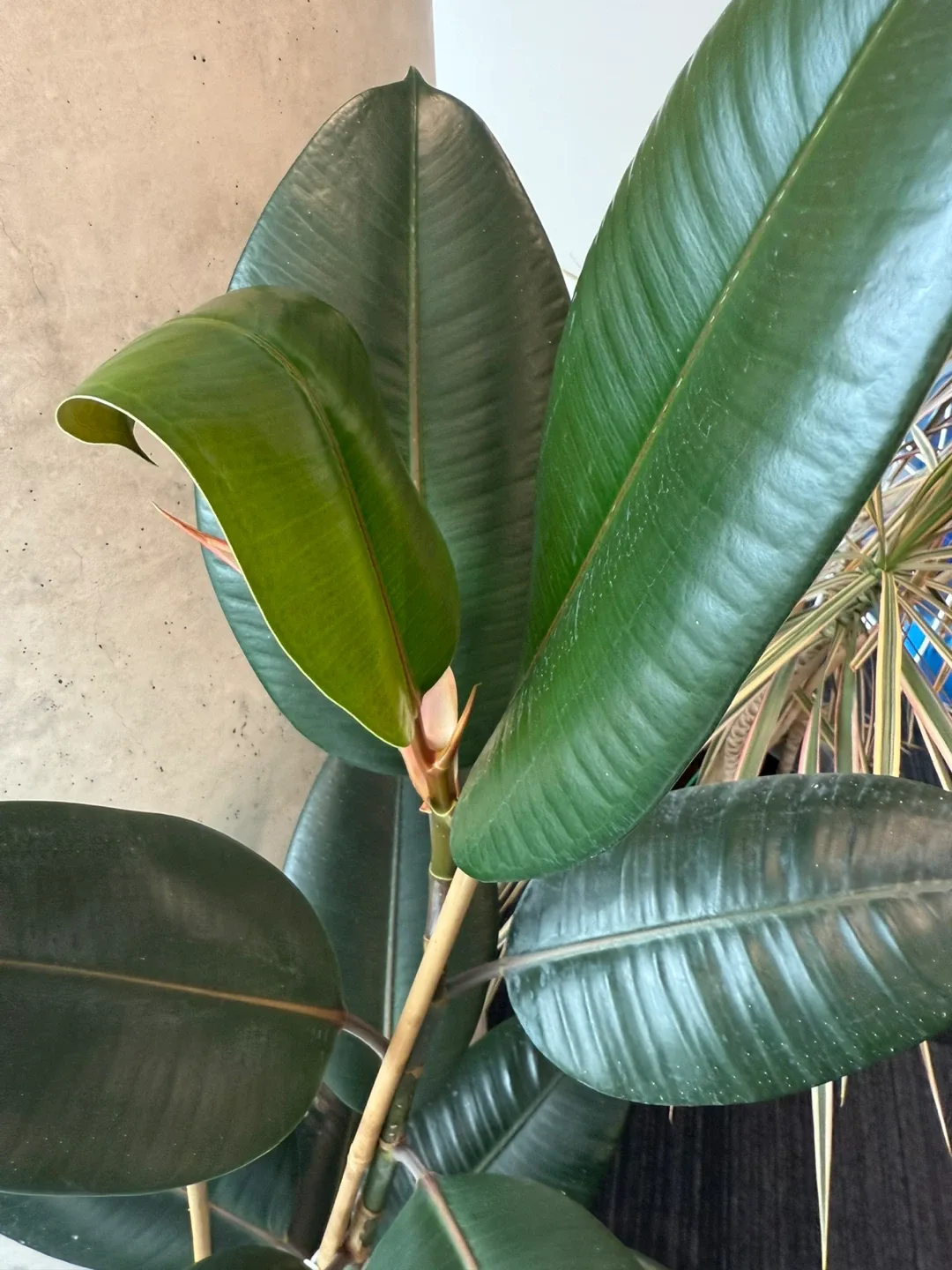 Rubber plant tree image indicator(2)