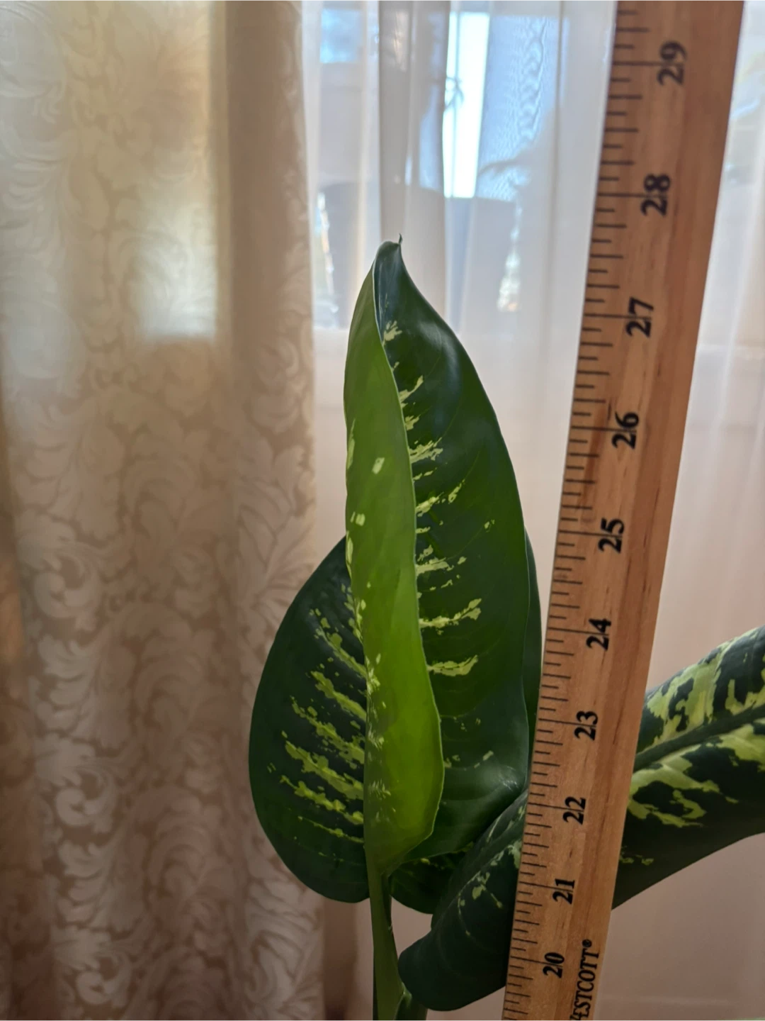 Dieffenbachia Plant - photo 3
