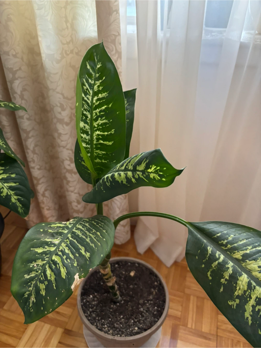 Dieffenbachia Plant - photo 2