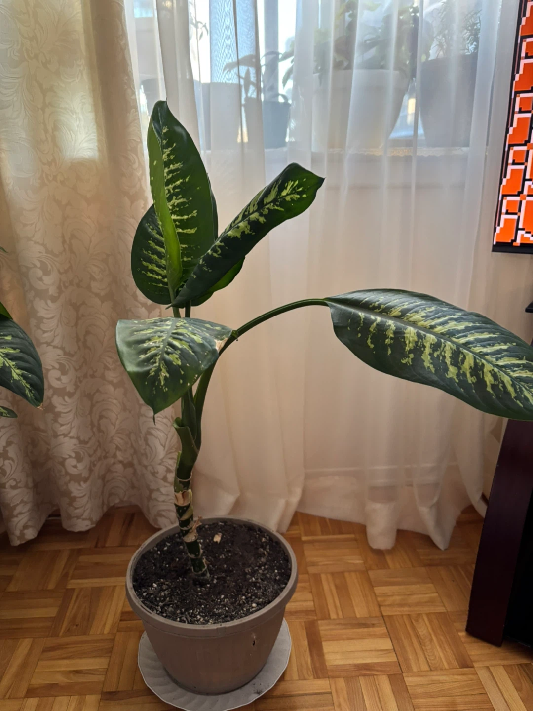 Dieffenbachia Plant