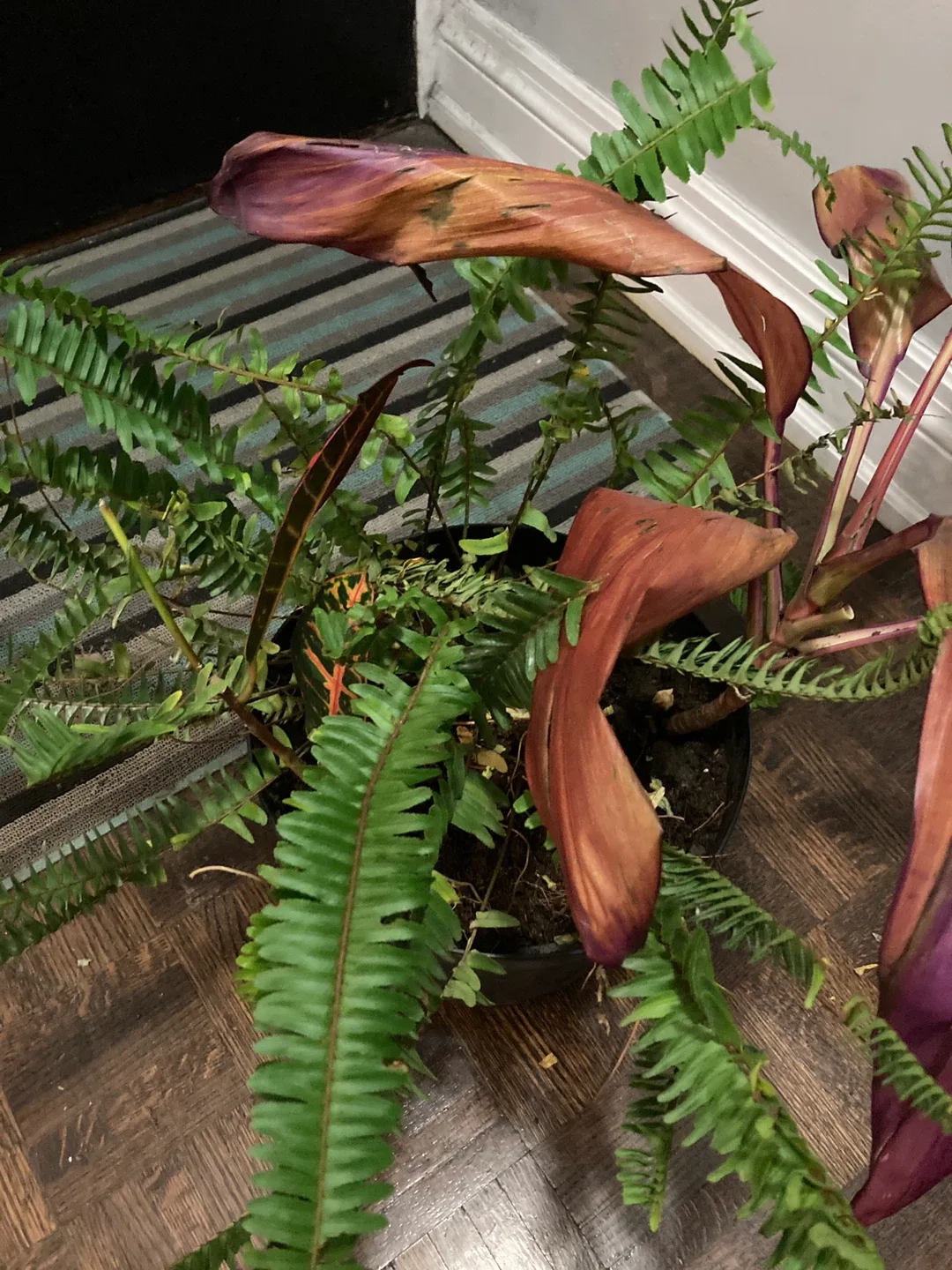 Tropical plants image indicator(2)