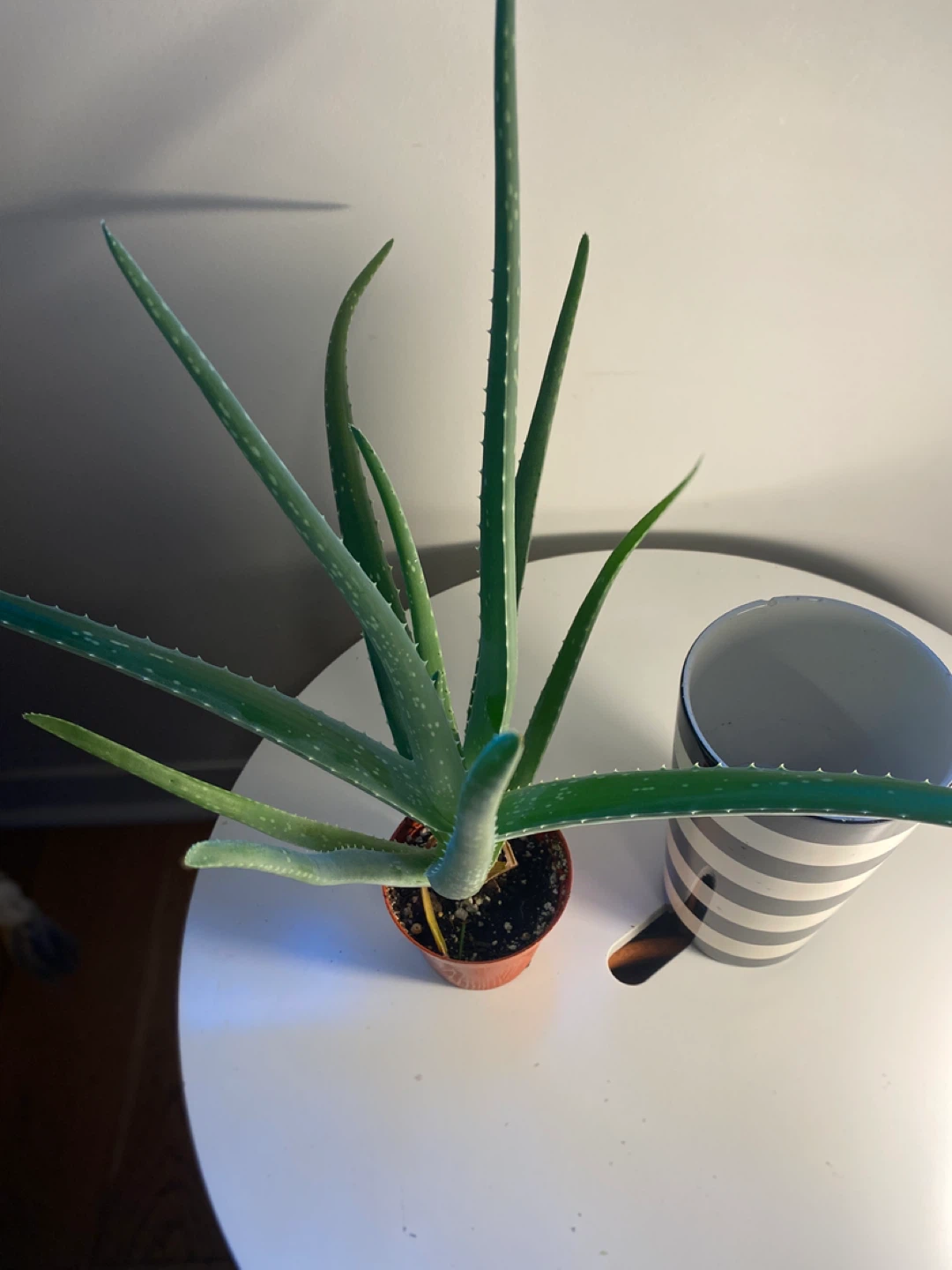 Aloe Vera Plant - photo 5