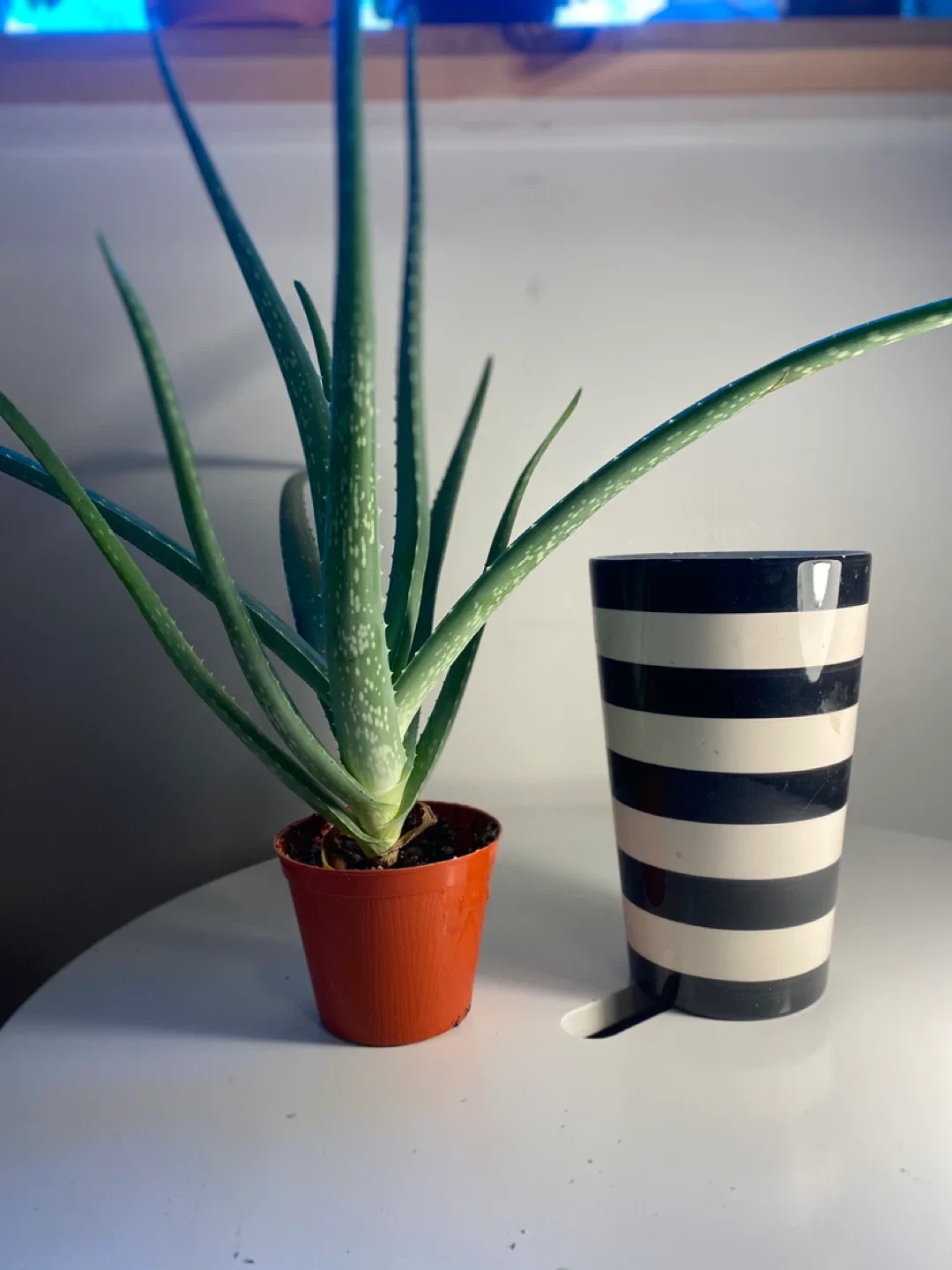 Aloe Vera Plant image indicator(4)