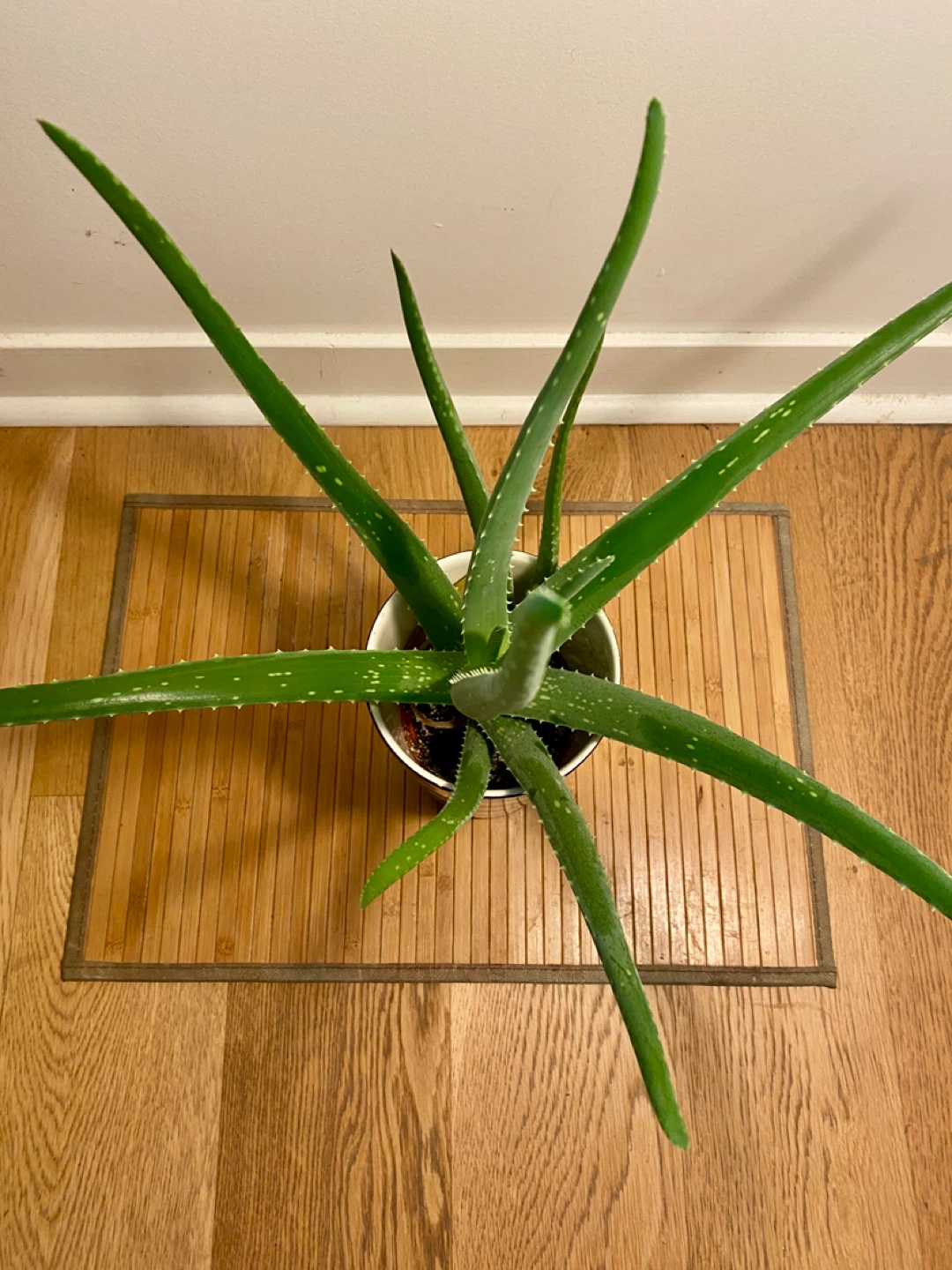 Aloe Vera Plant - photo 3