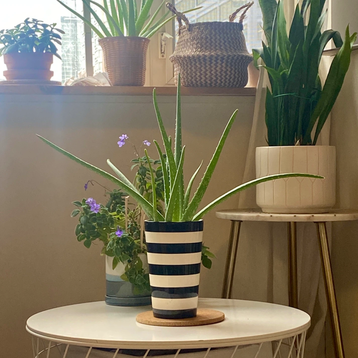 Aloe Vera Plant