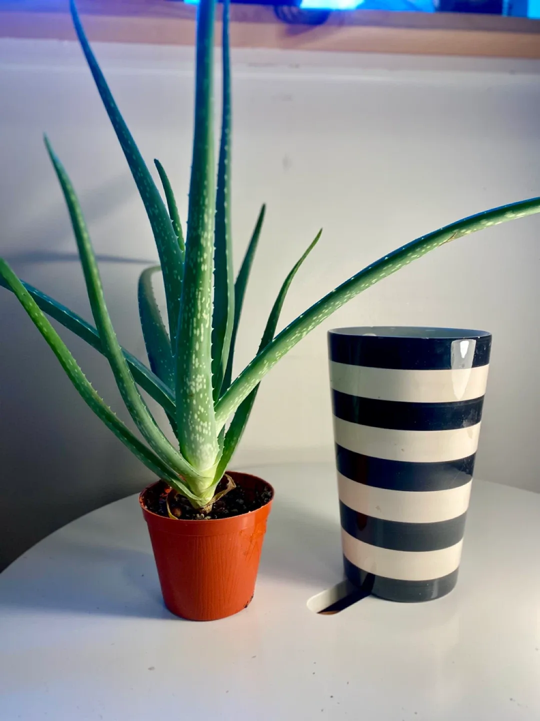 Aloe Vera Plant image indicator(6)