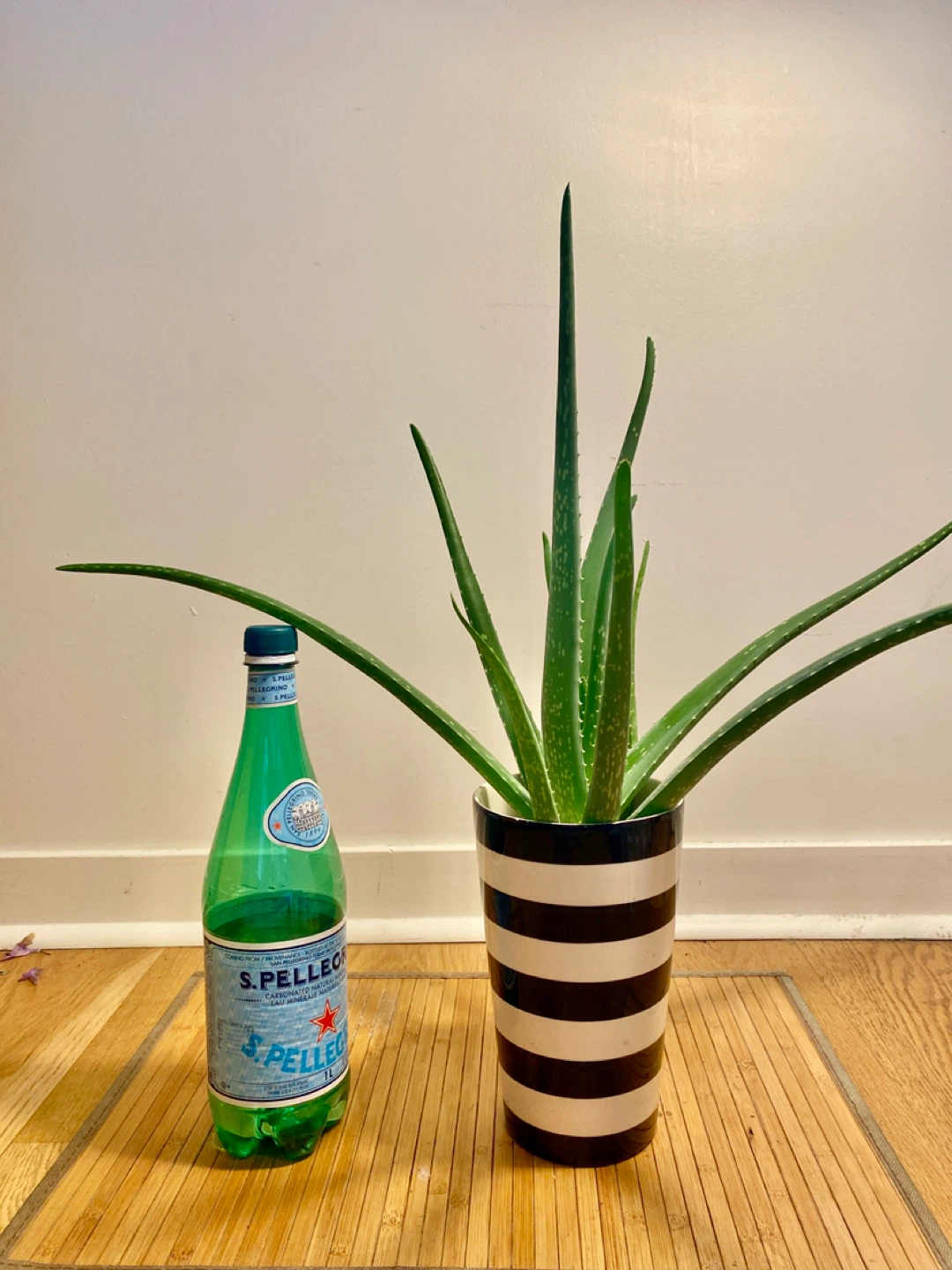 Aloe Vera Plant - photo 2