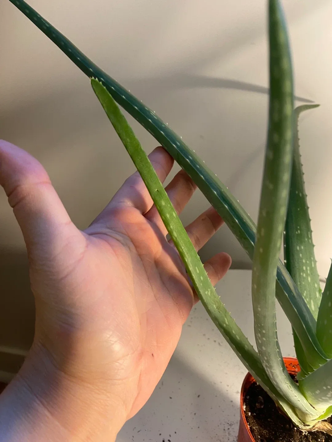 Aloe Vera Plant image indicator(8)