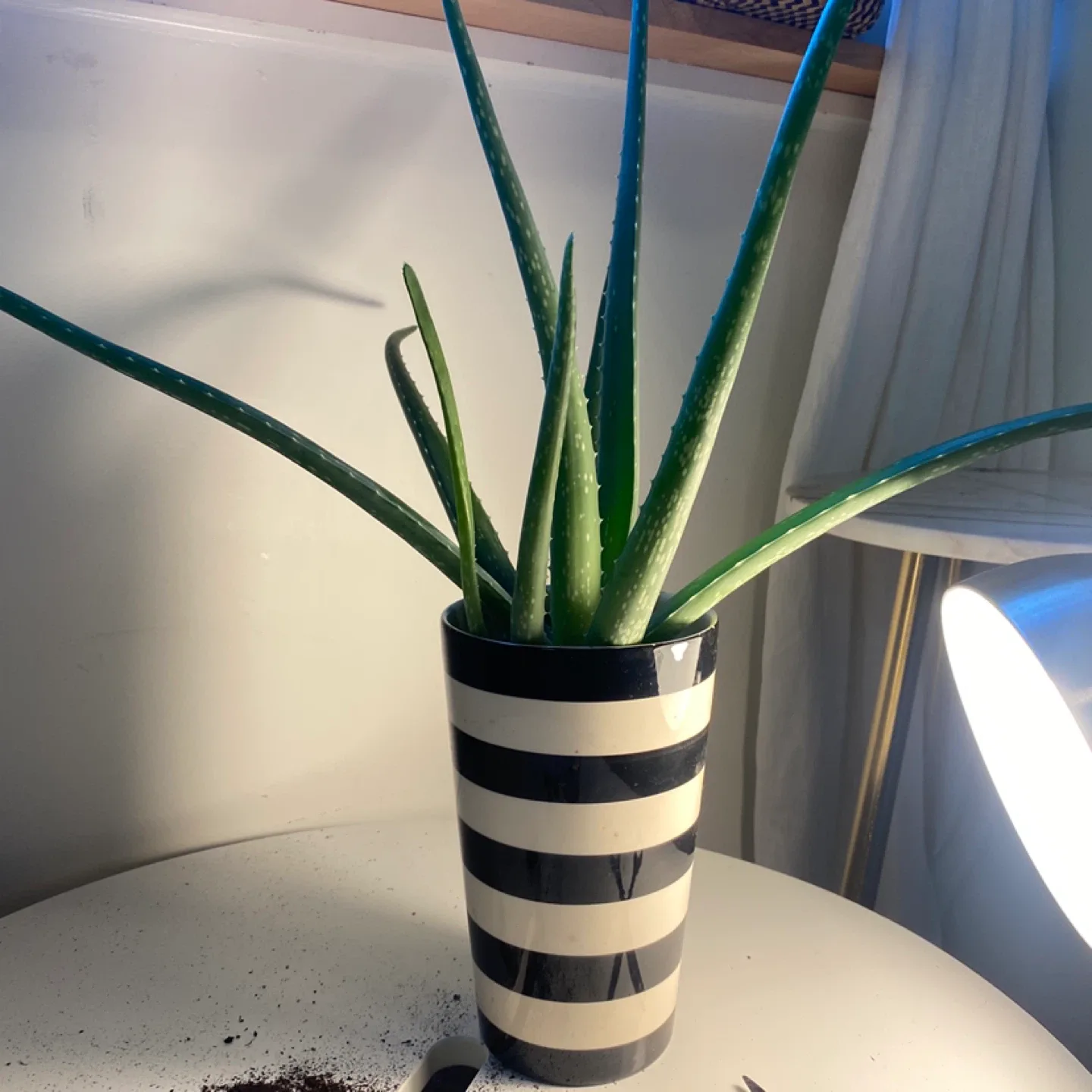 Aloe Vera Plant image indicator(7)